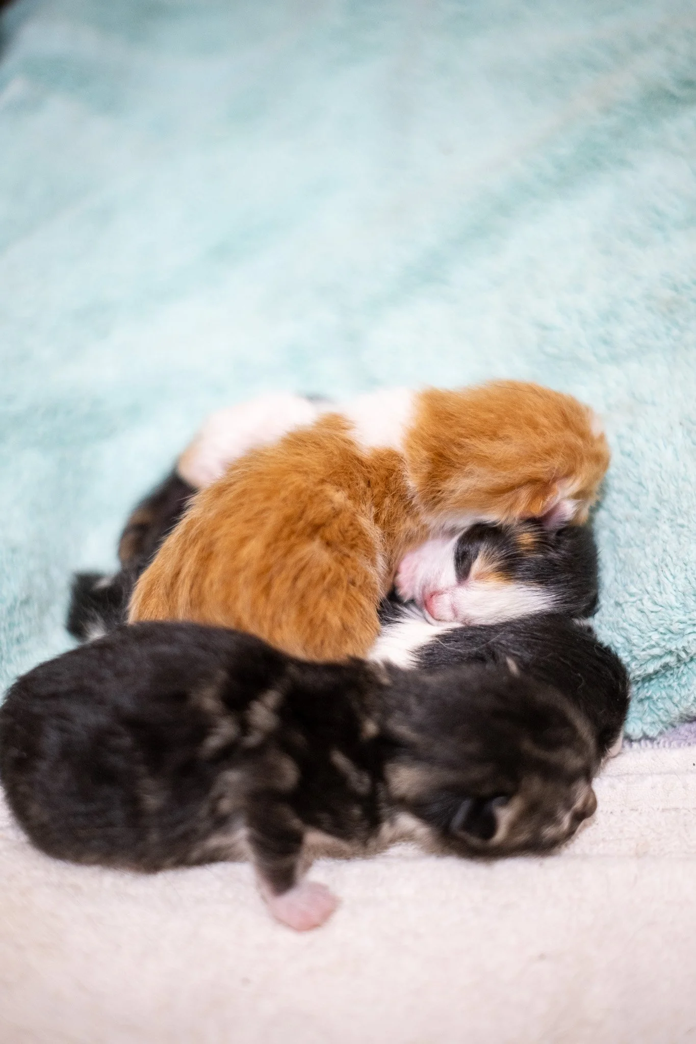 Pickles Kittens 070525-27.jpg