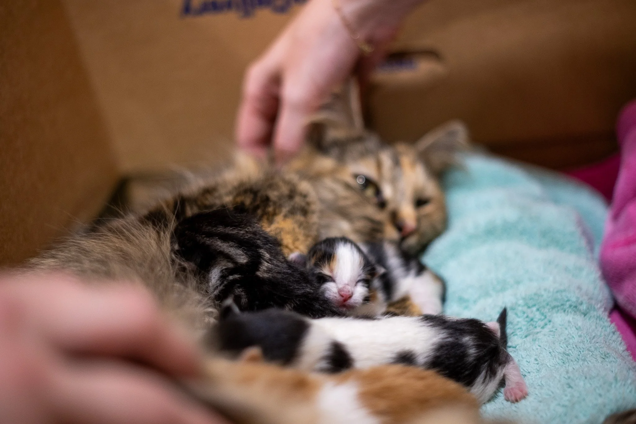 Pickles Kittens 070525-07.jpg