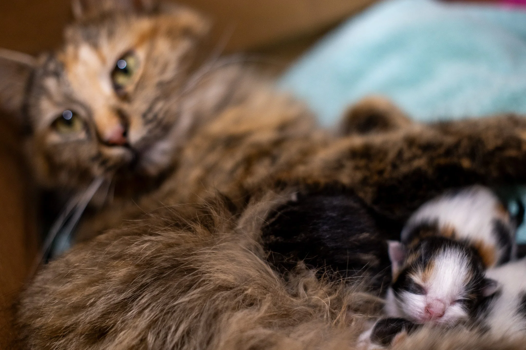 Pickles Kittens 070525-19.jpg