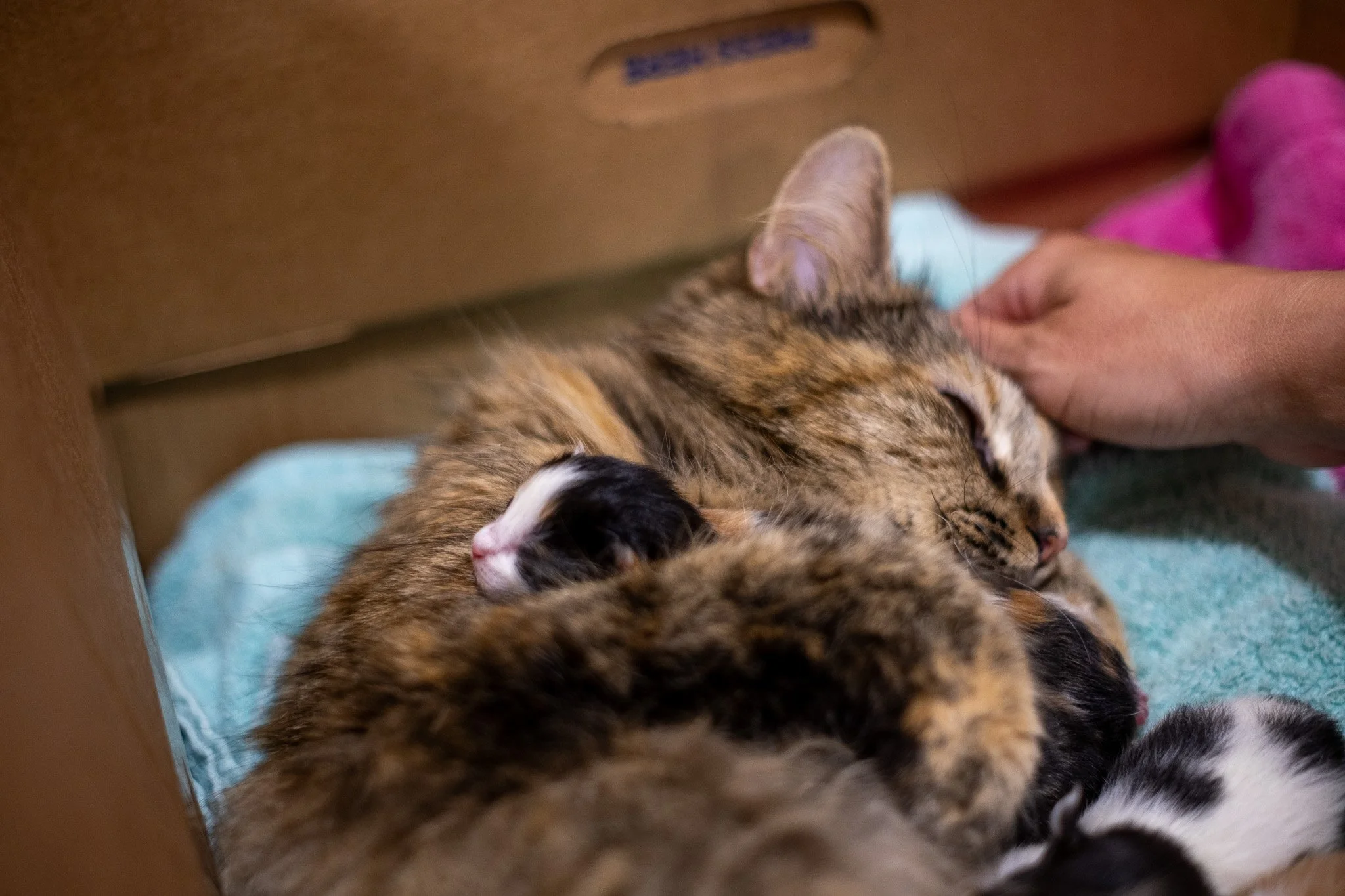 Pickles Kittens 070525-12.jpg