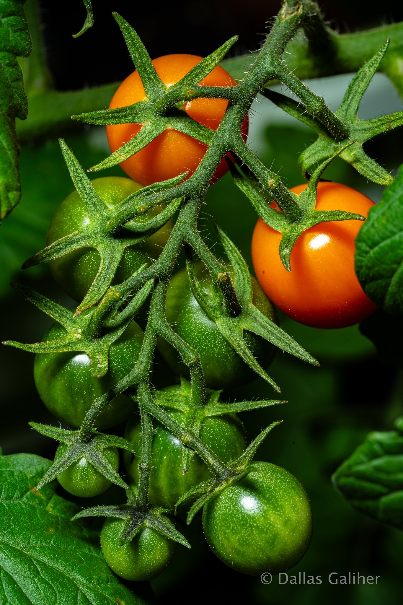 Cherrie tomatos macro