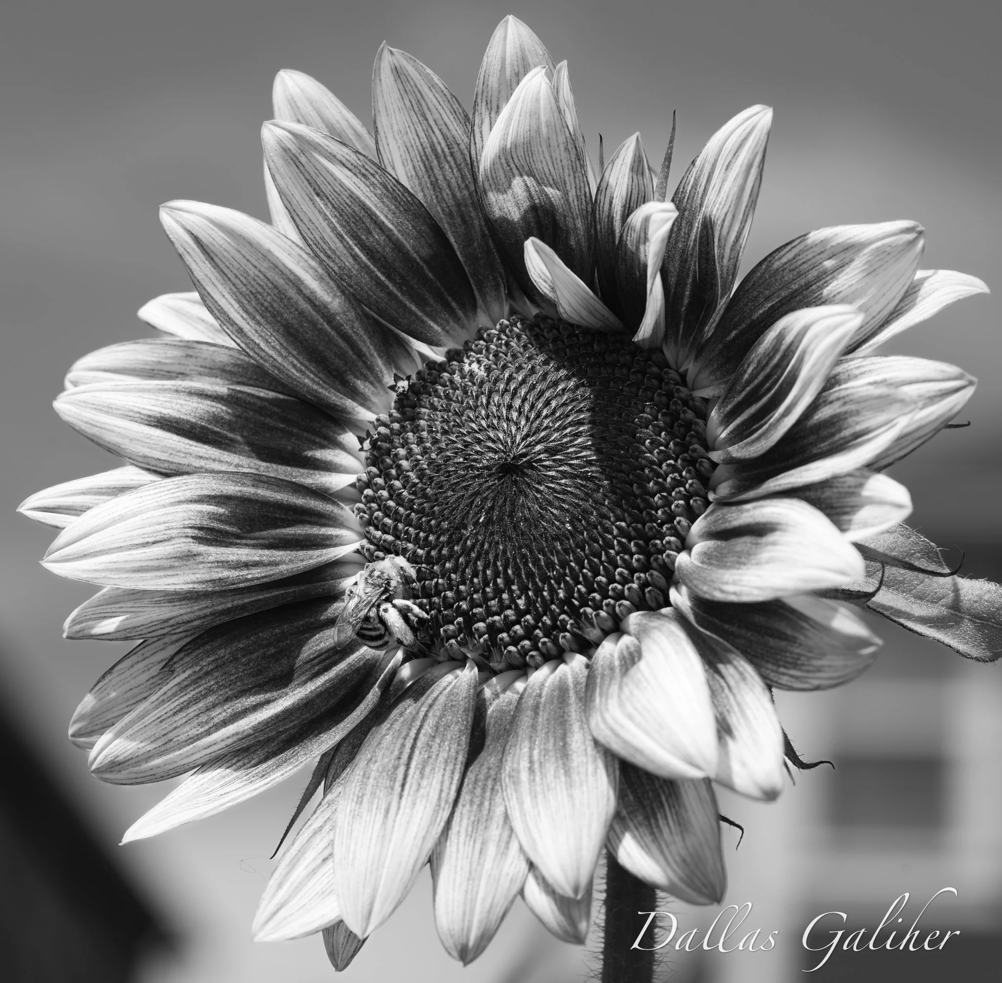_7R31621.jpg