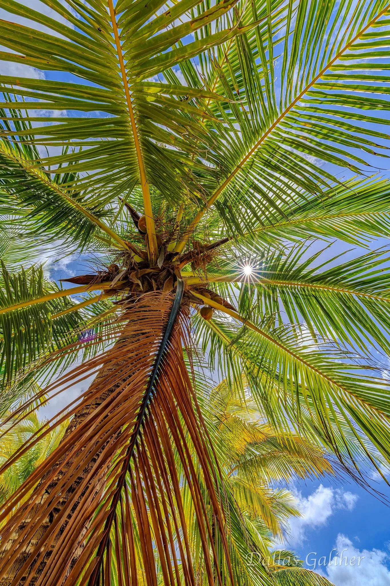 Cozumel Palm tree