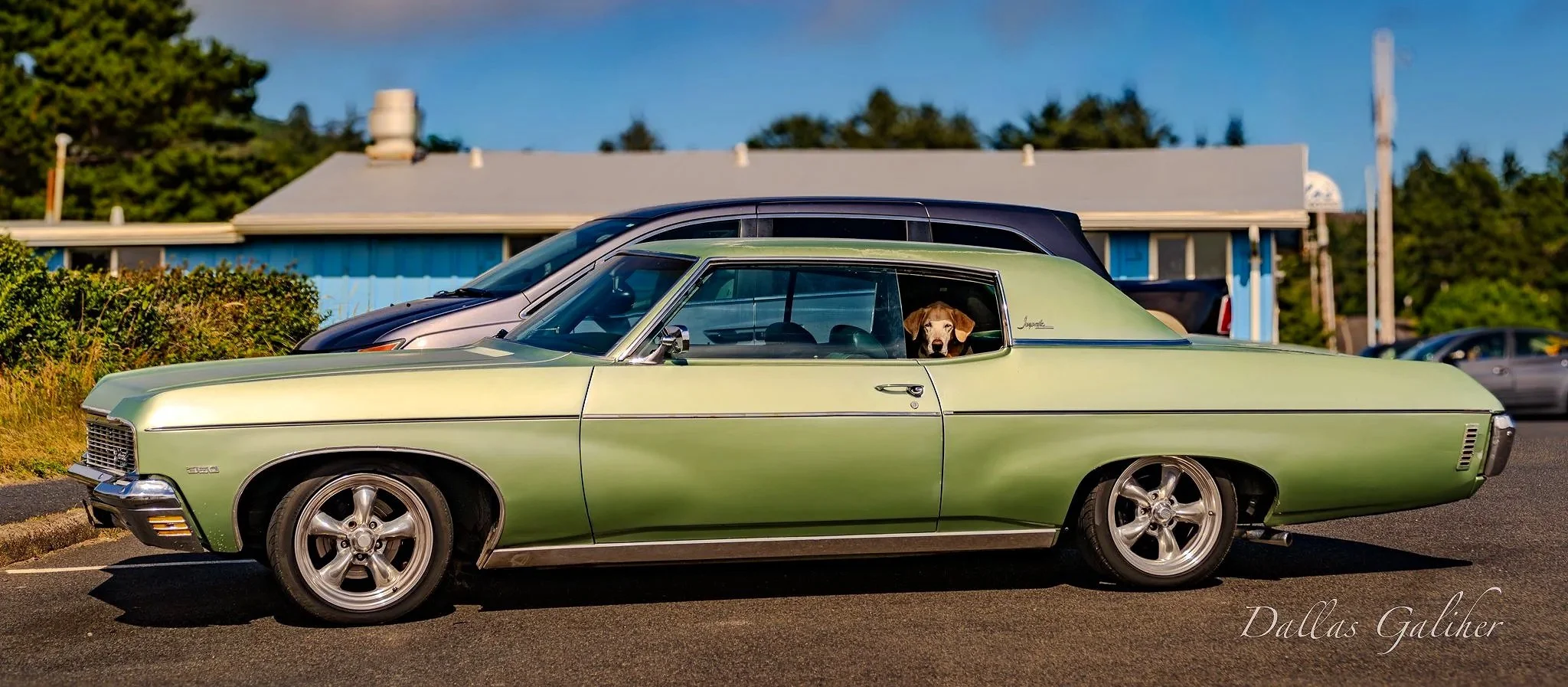 Road dog Oregon coast