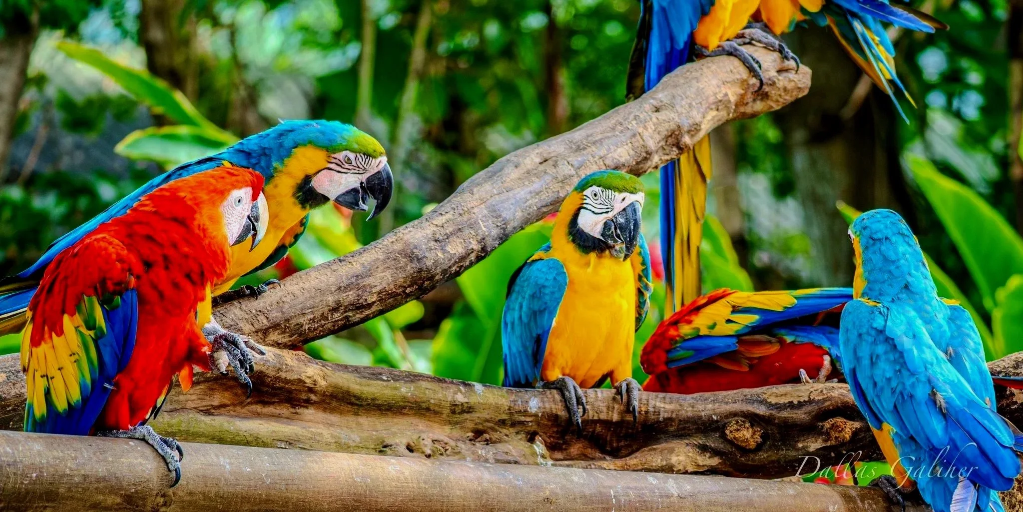 Scarlet Macaw Parrots of Cartagena Colombia