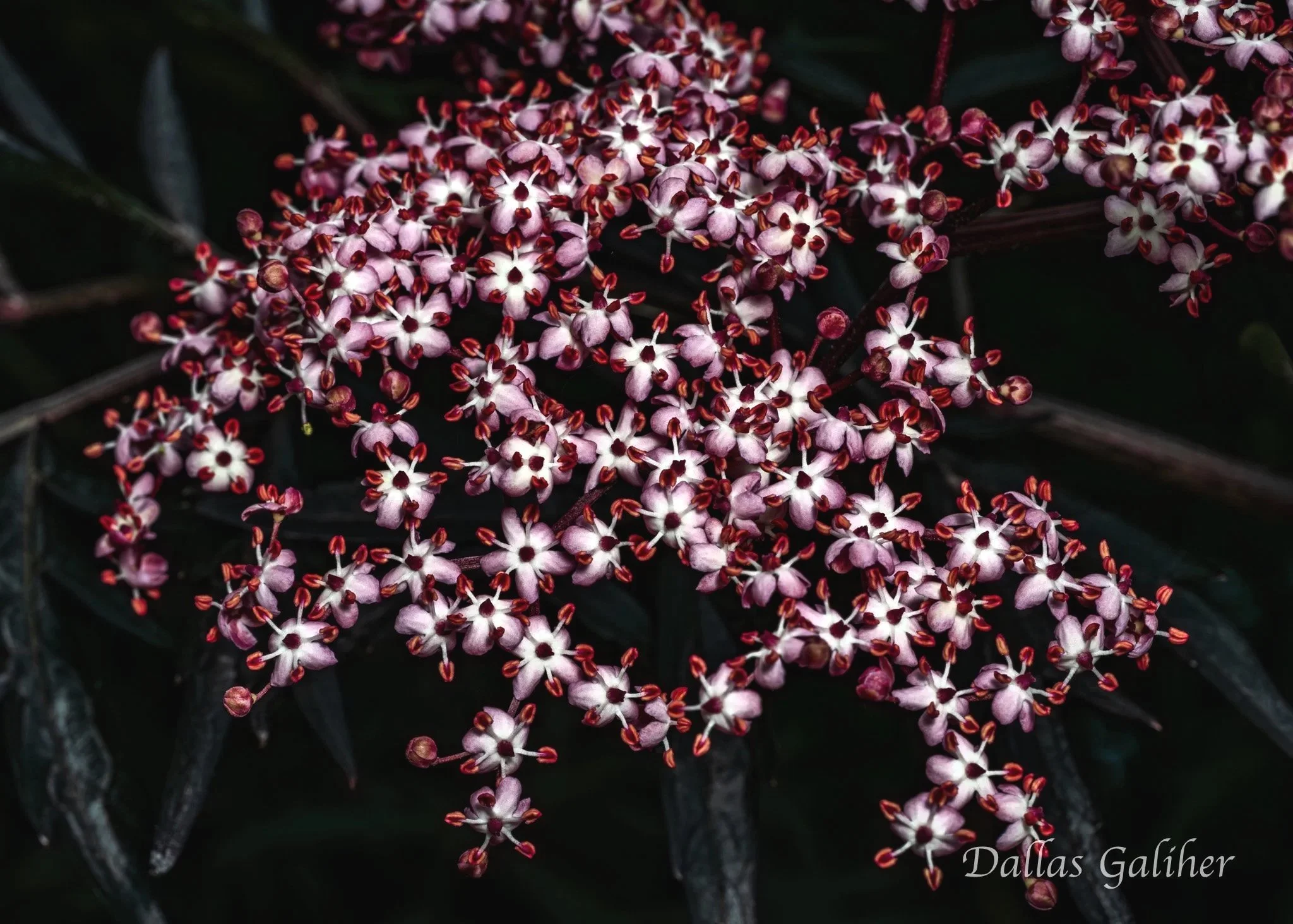 Black Elderberry