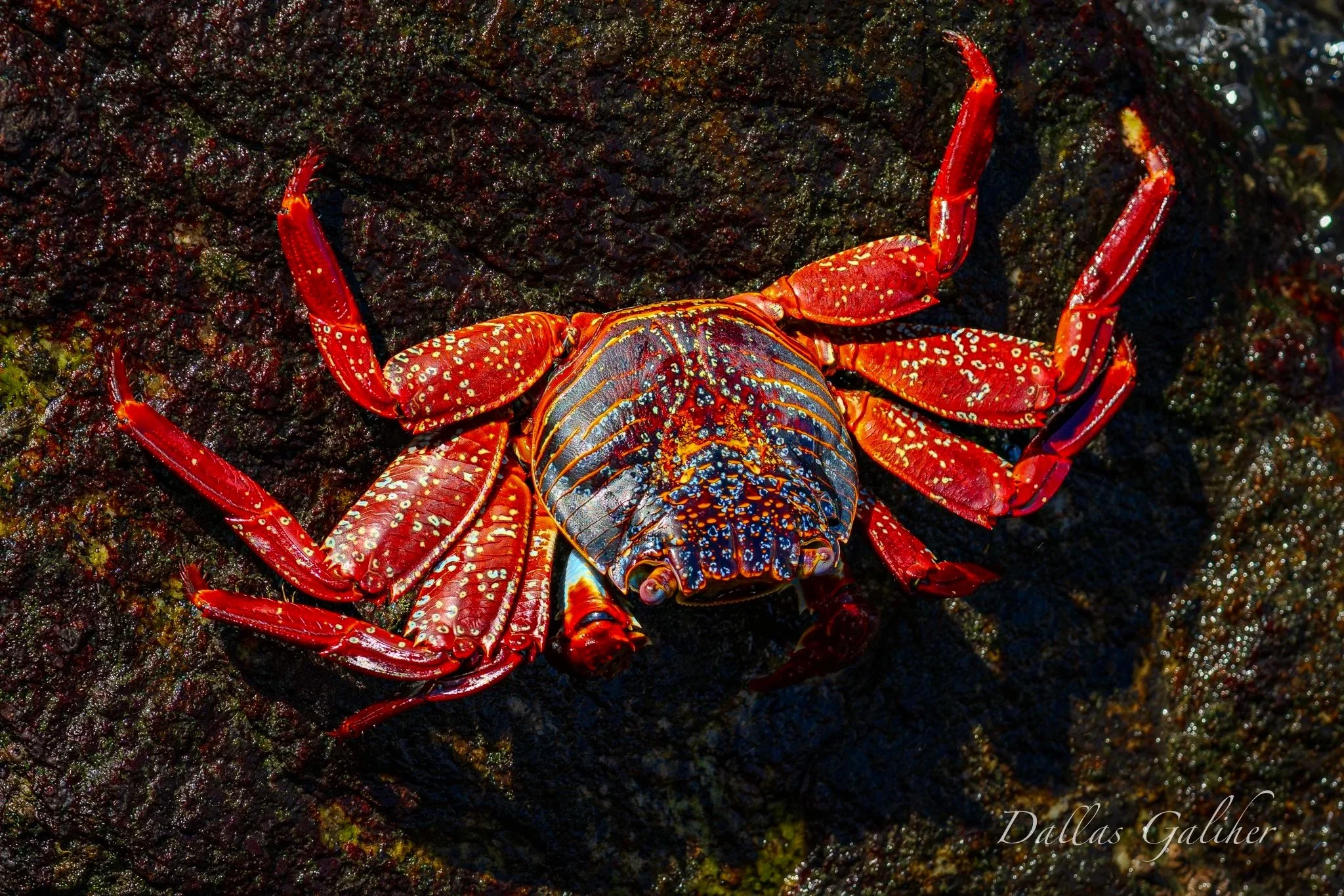 Galpagos Red & Blue crab