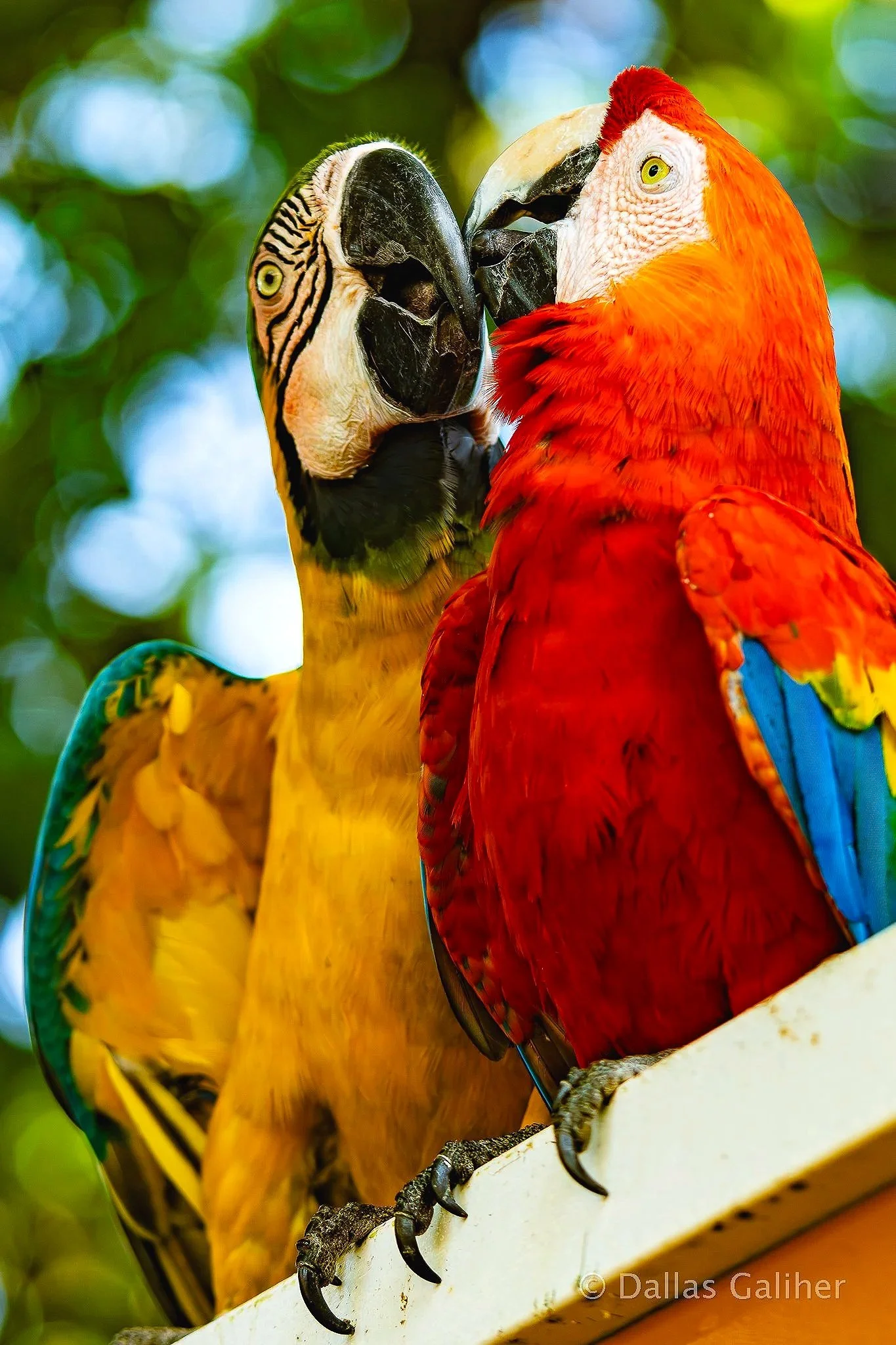 Scarlet Macaw Parrots of Cartagena Colombia