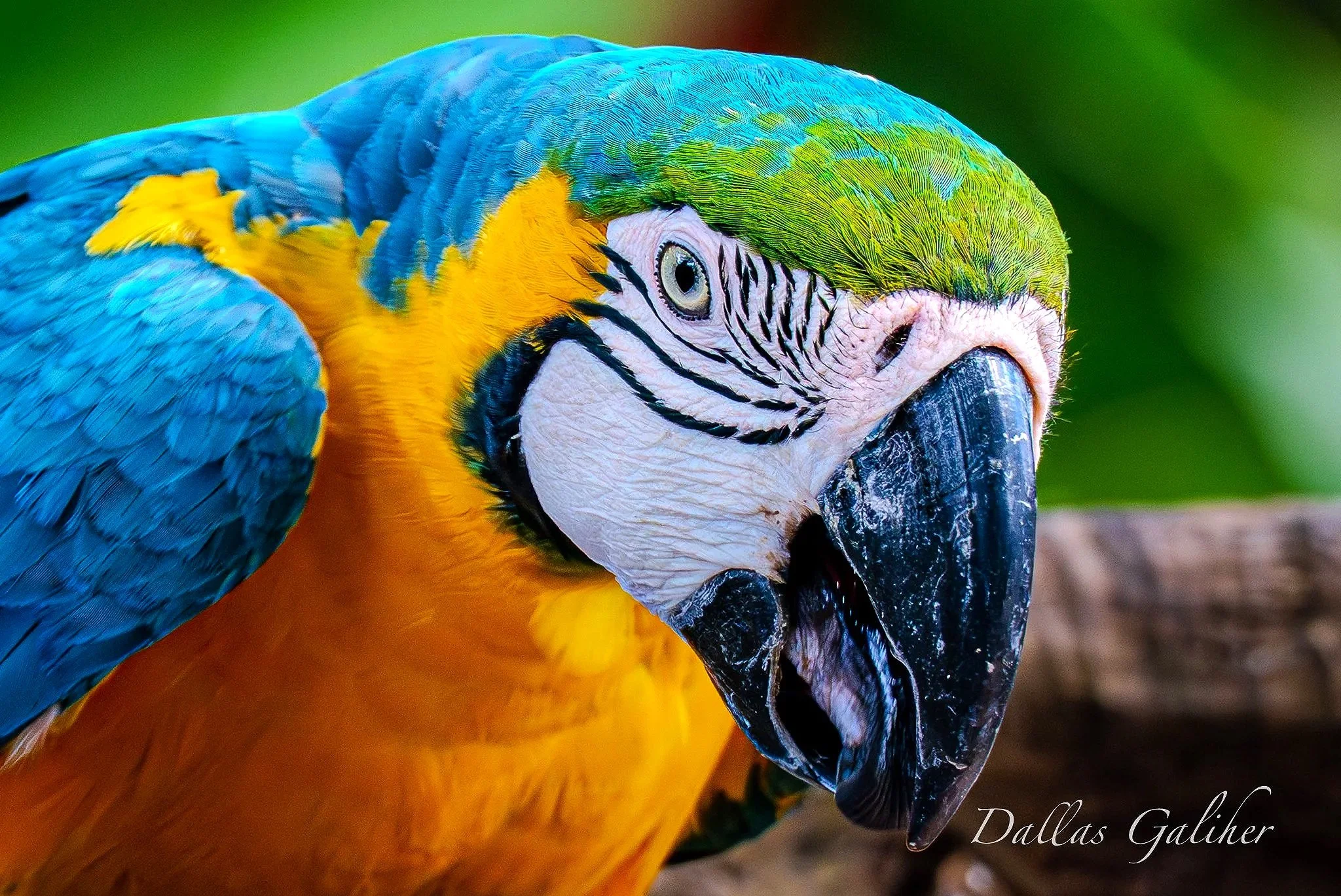 Scarlet Macaw Parrots of Cartagena Colombia