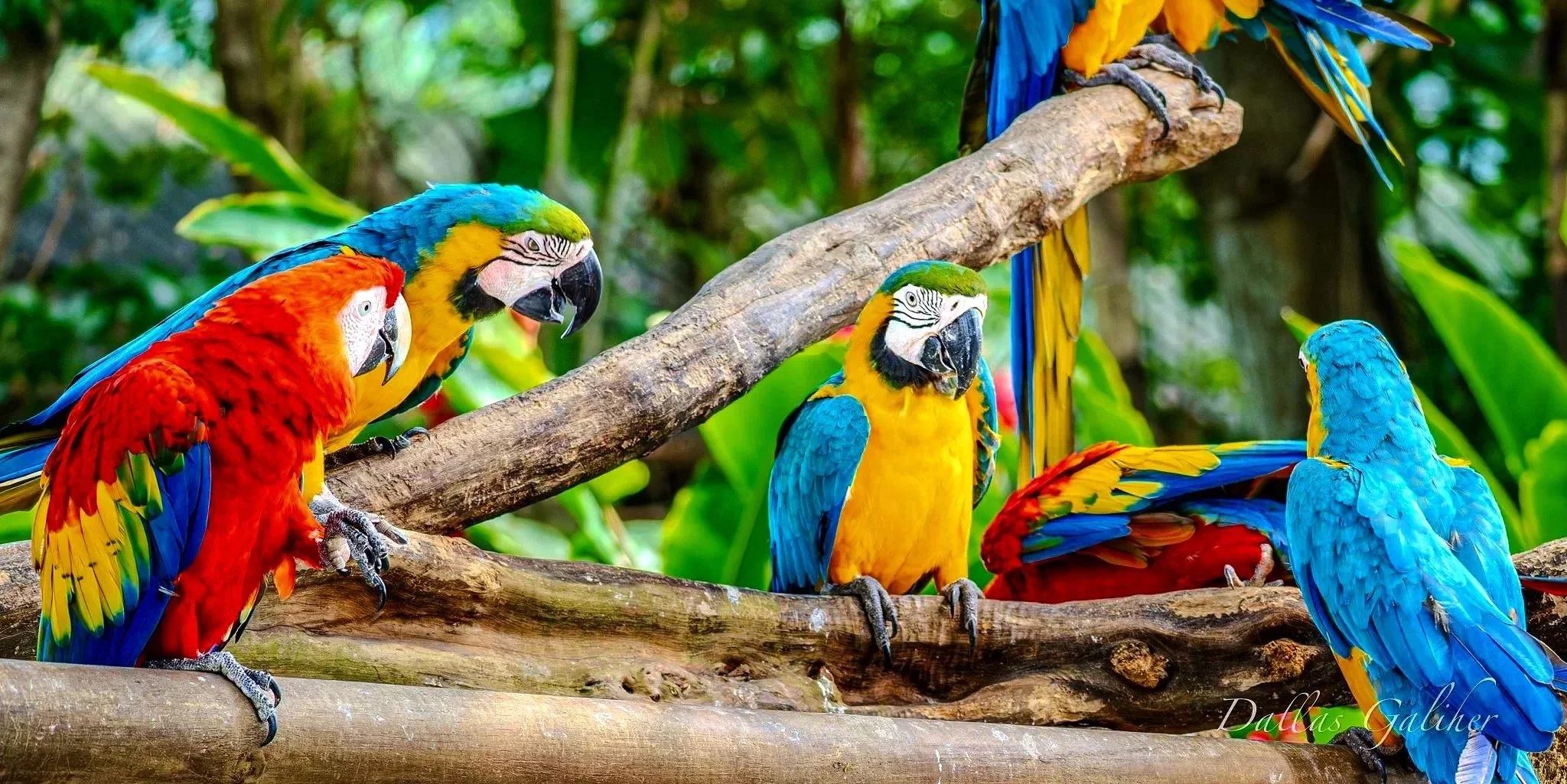 Scarlet Macaw Parrots of Cartagena Colombia