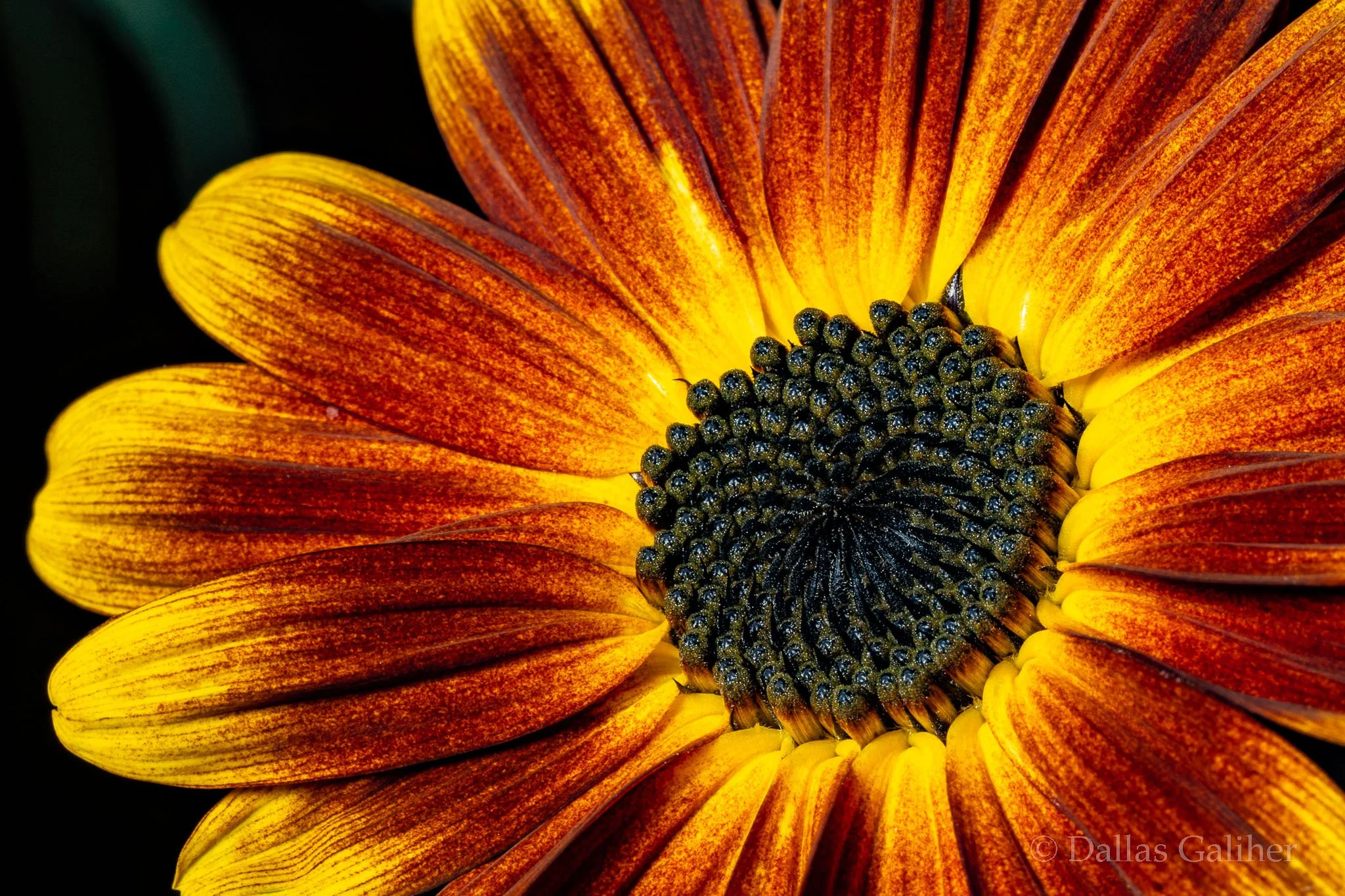 Sunflower 2