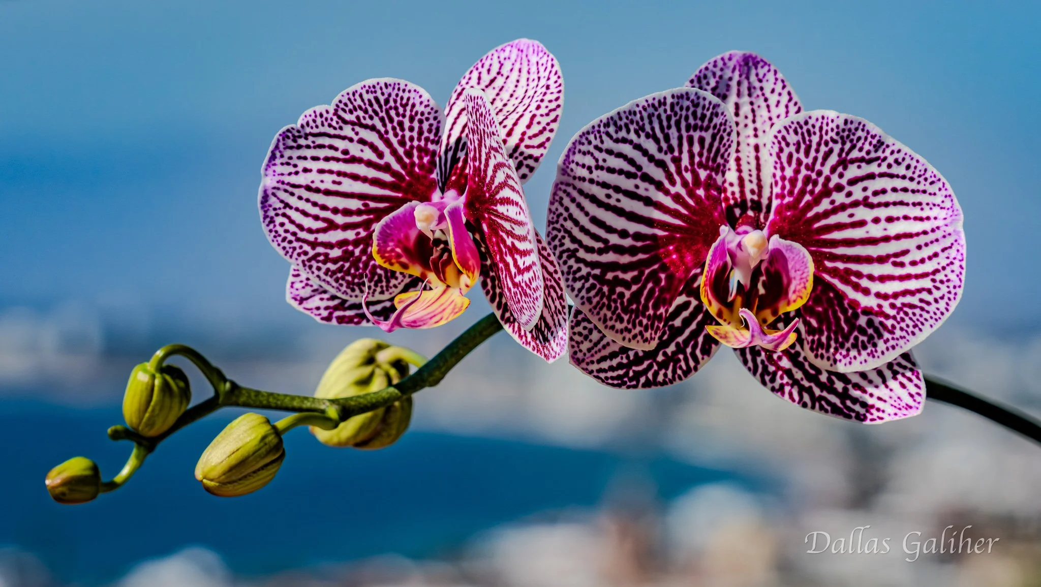 Orchids with a view Puerto Vallarta