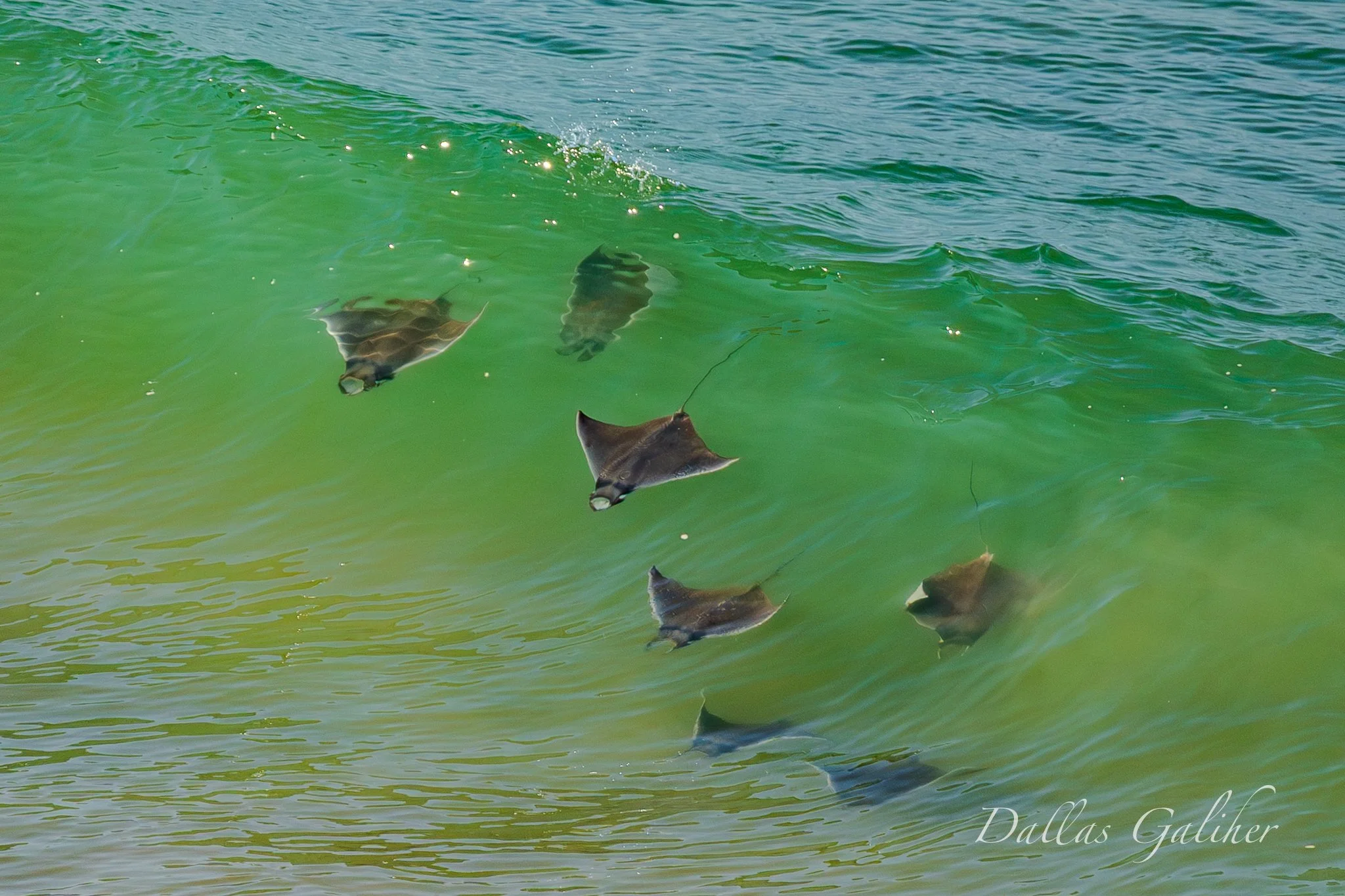 Rays  hunting in formation Puerto Vallarta