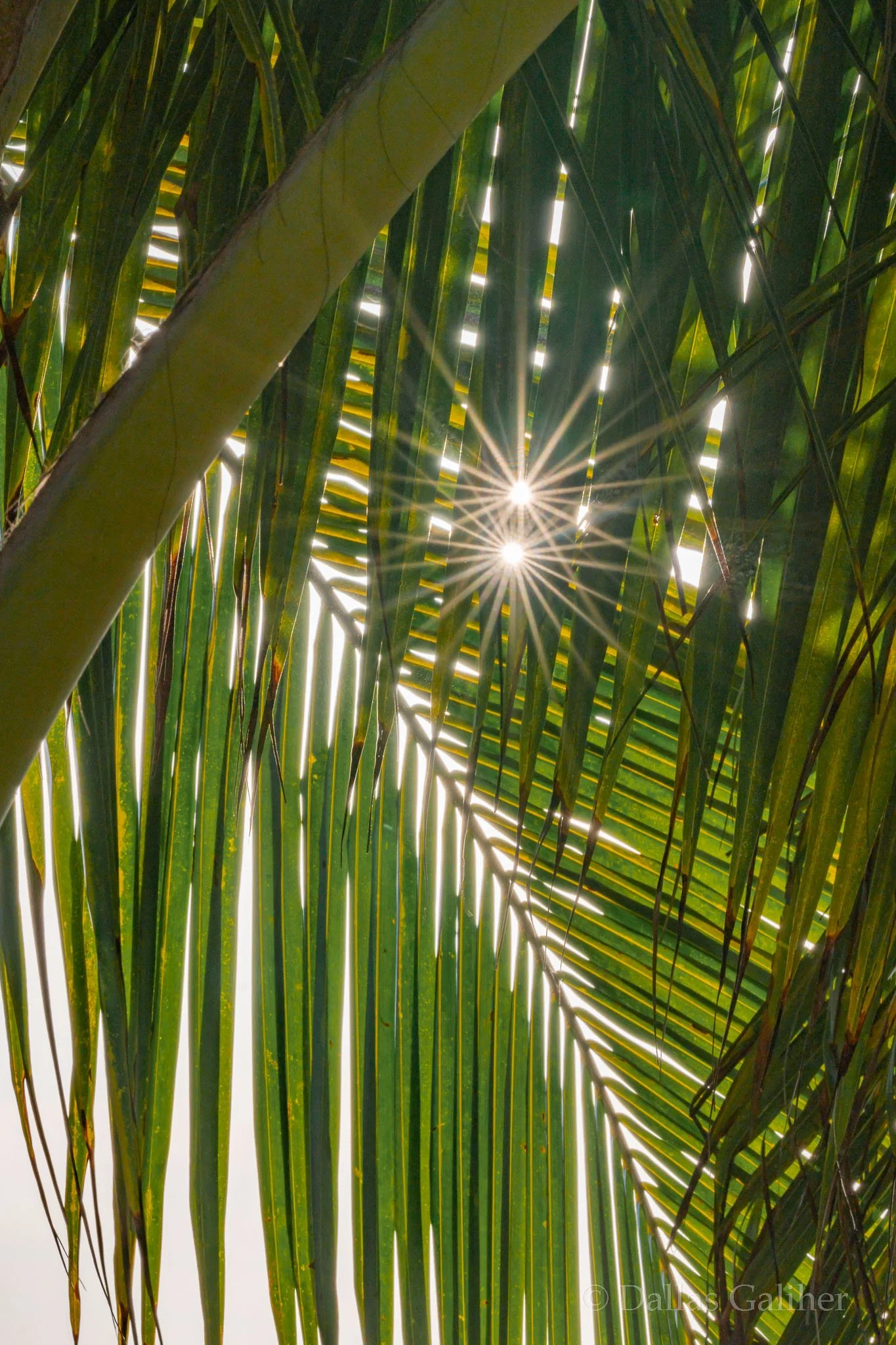 Puerto Vallarta malecon palm trees