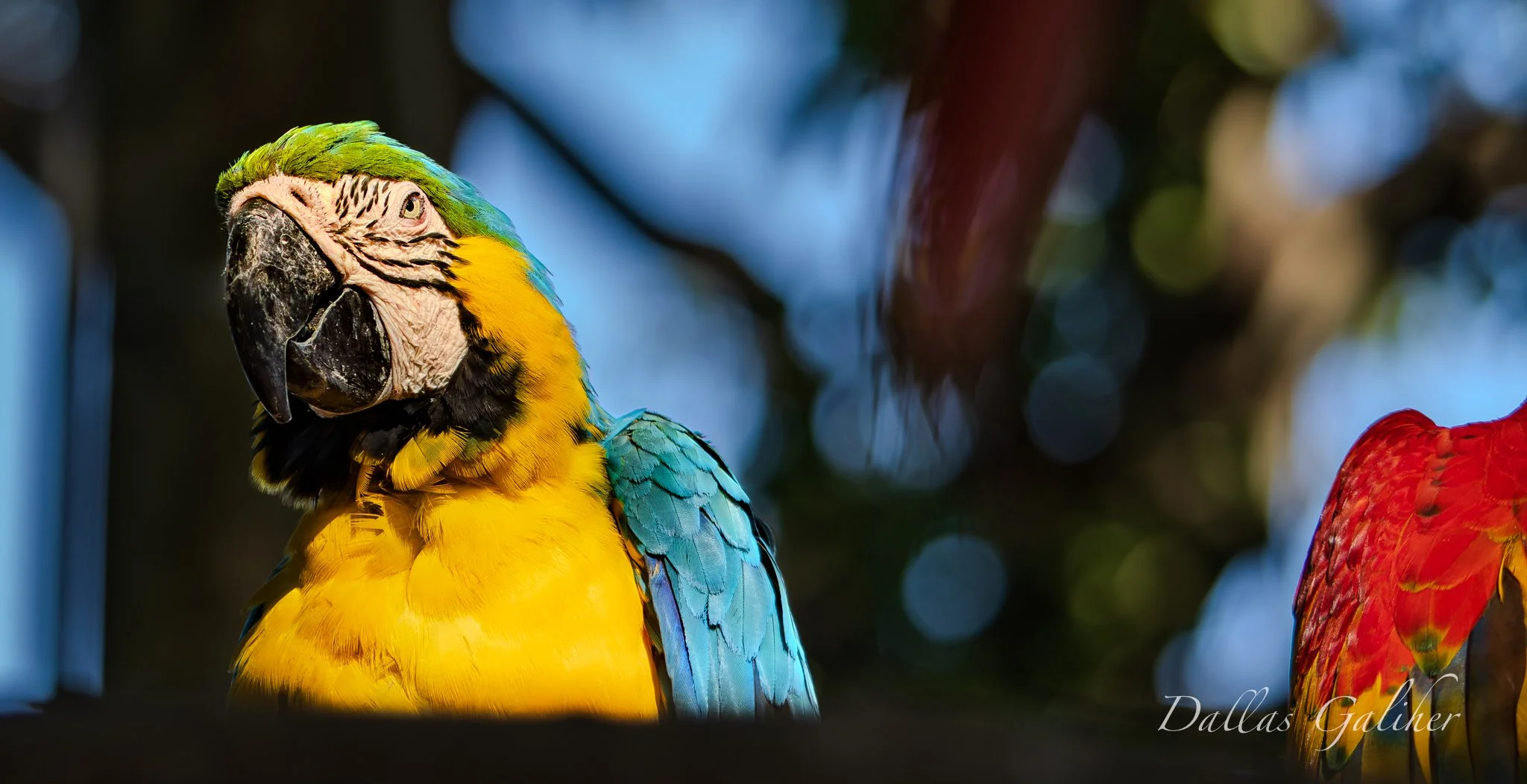 Scarlet Macaw Parrot