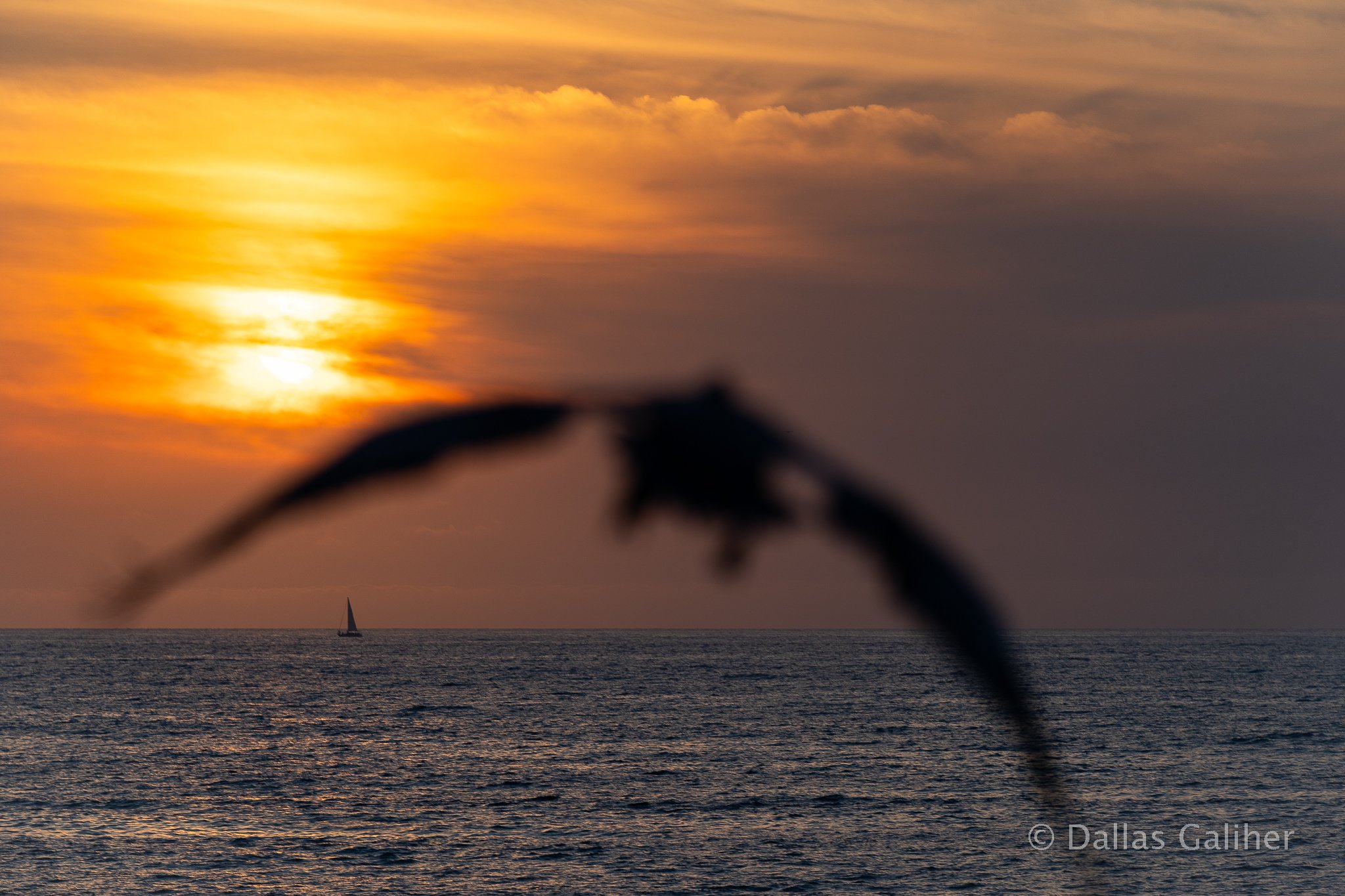 Puerto Vallarta Pelican sunset