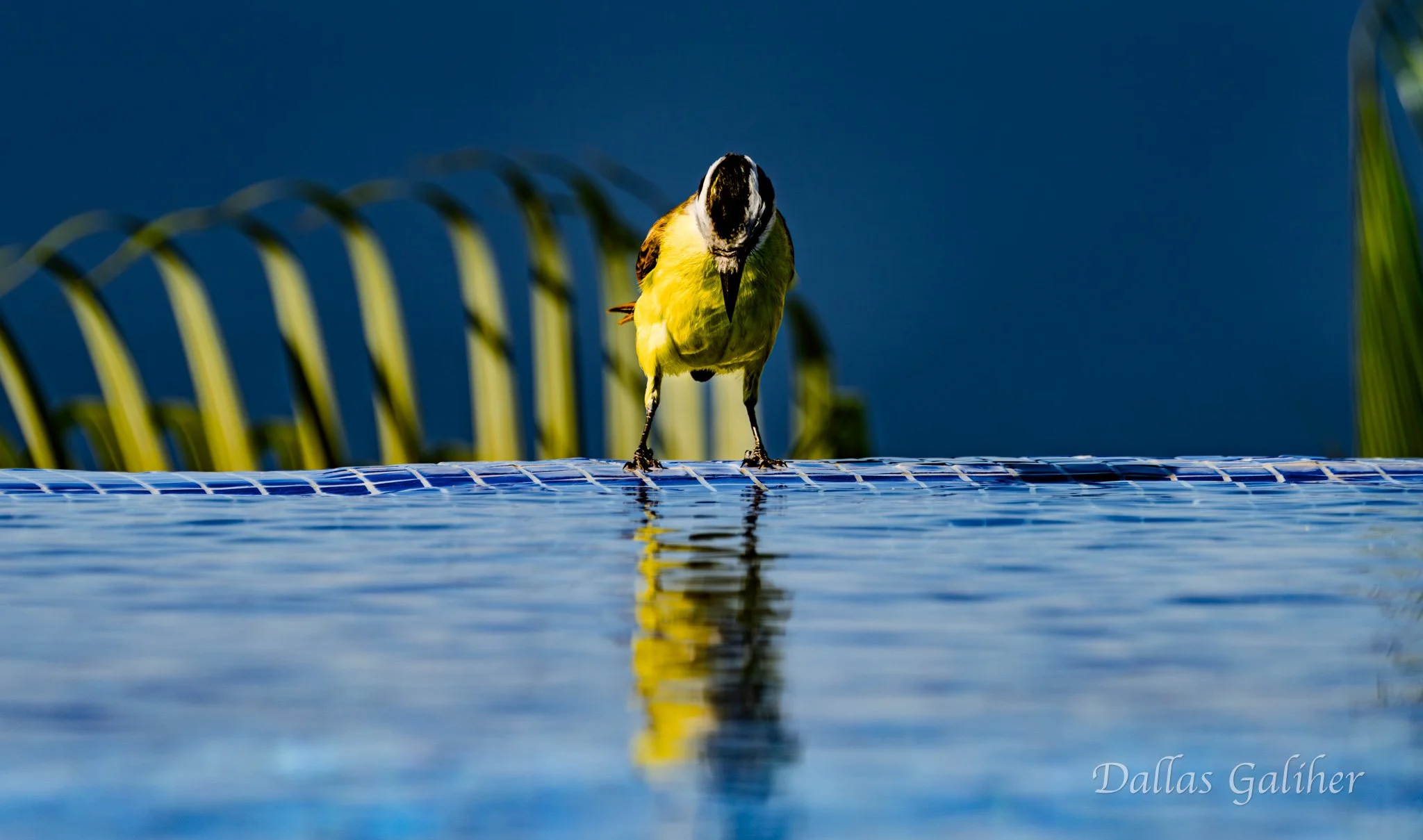 Poolside contemplations Conchas Chinas PV