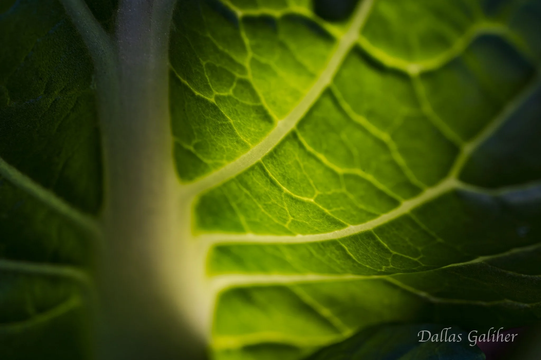 Bok Choy macro
