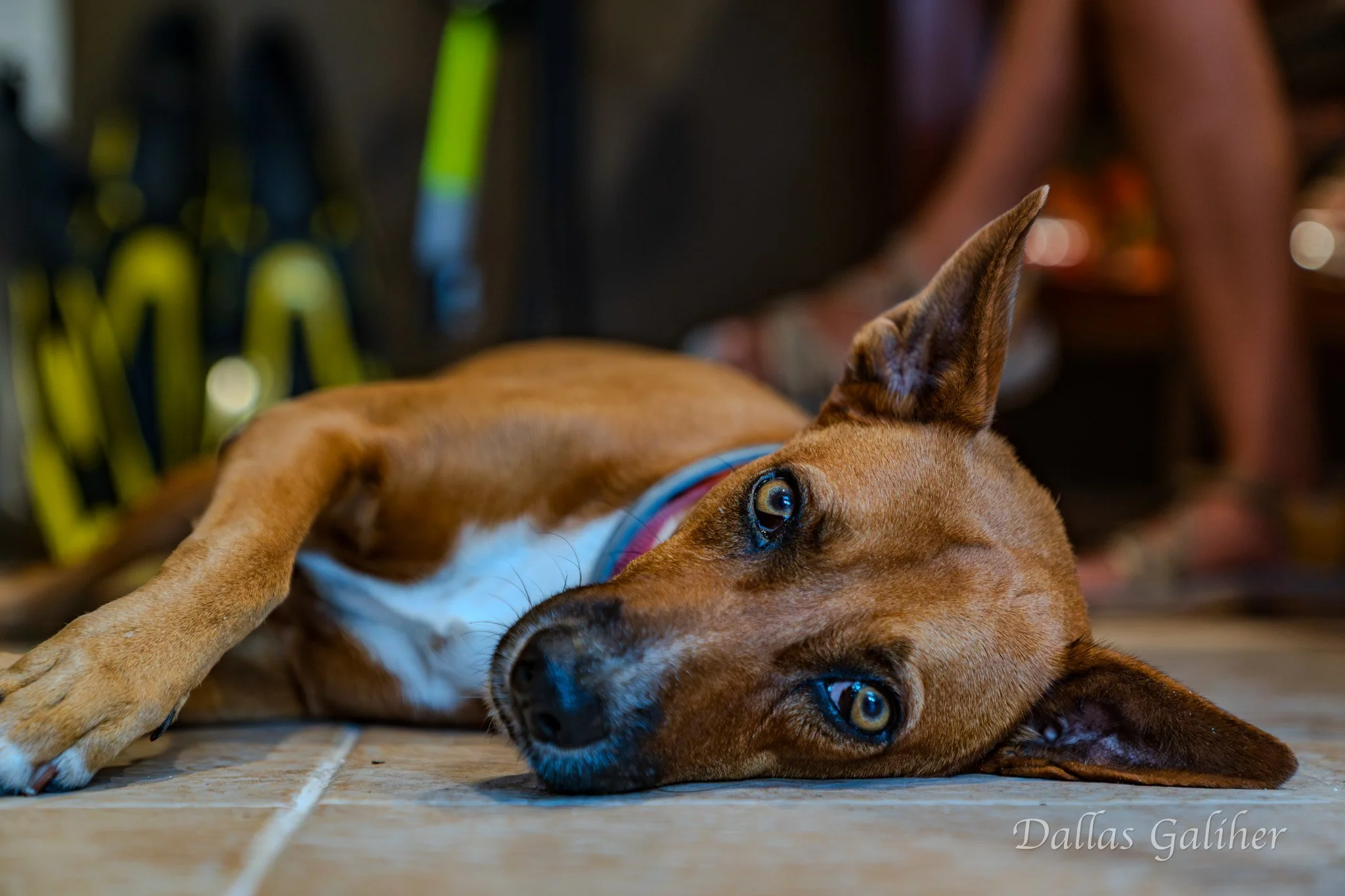 Leña dive shop pup Mahahaul Mexico