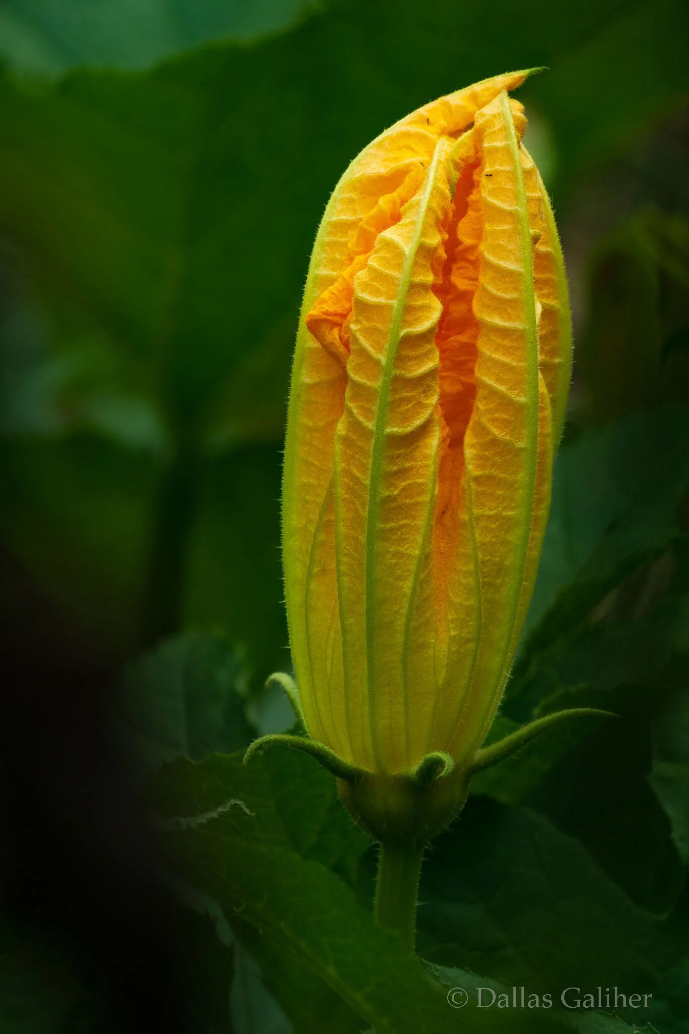 Pumpkin blossom