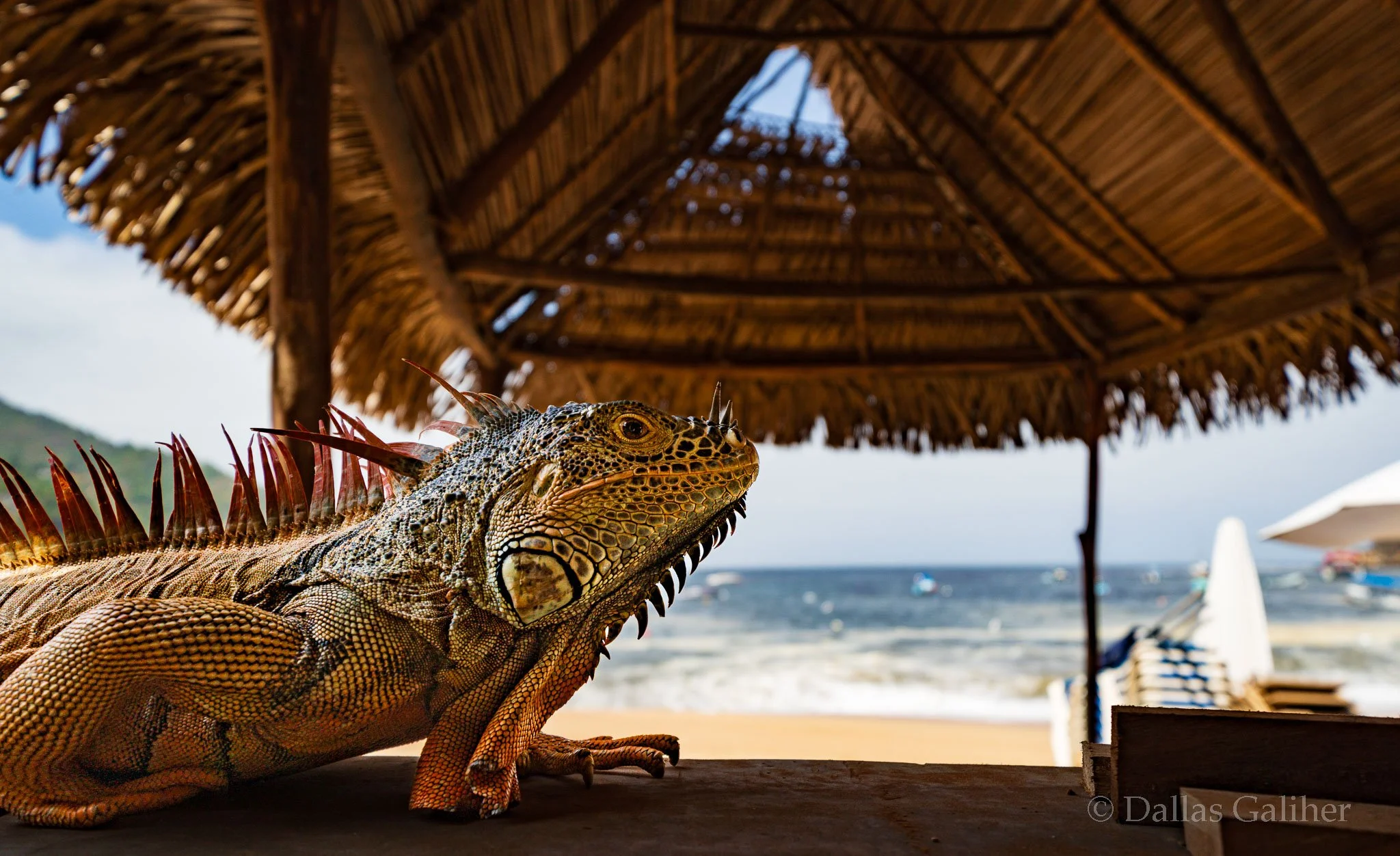 "Pedro" the Western Spiny-tailed Iguana from Yelapa 