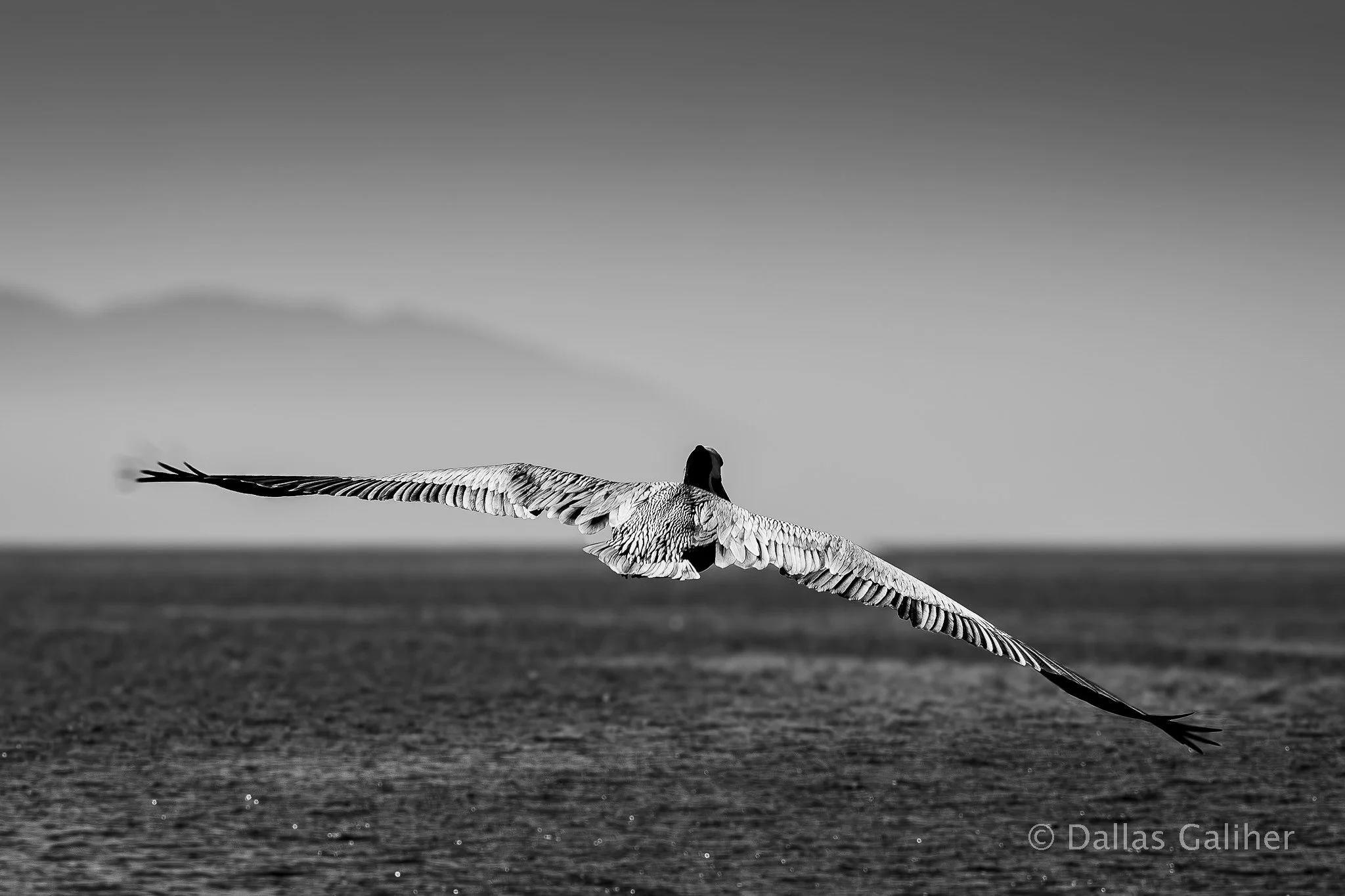 Puerto Vallarta Pelican