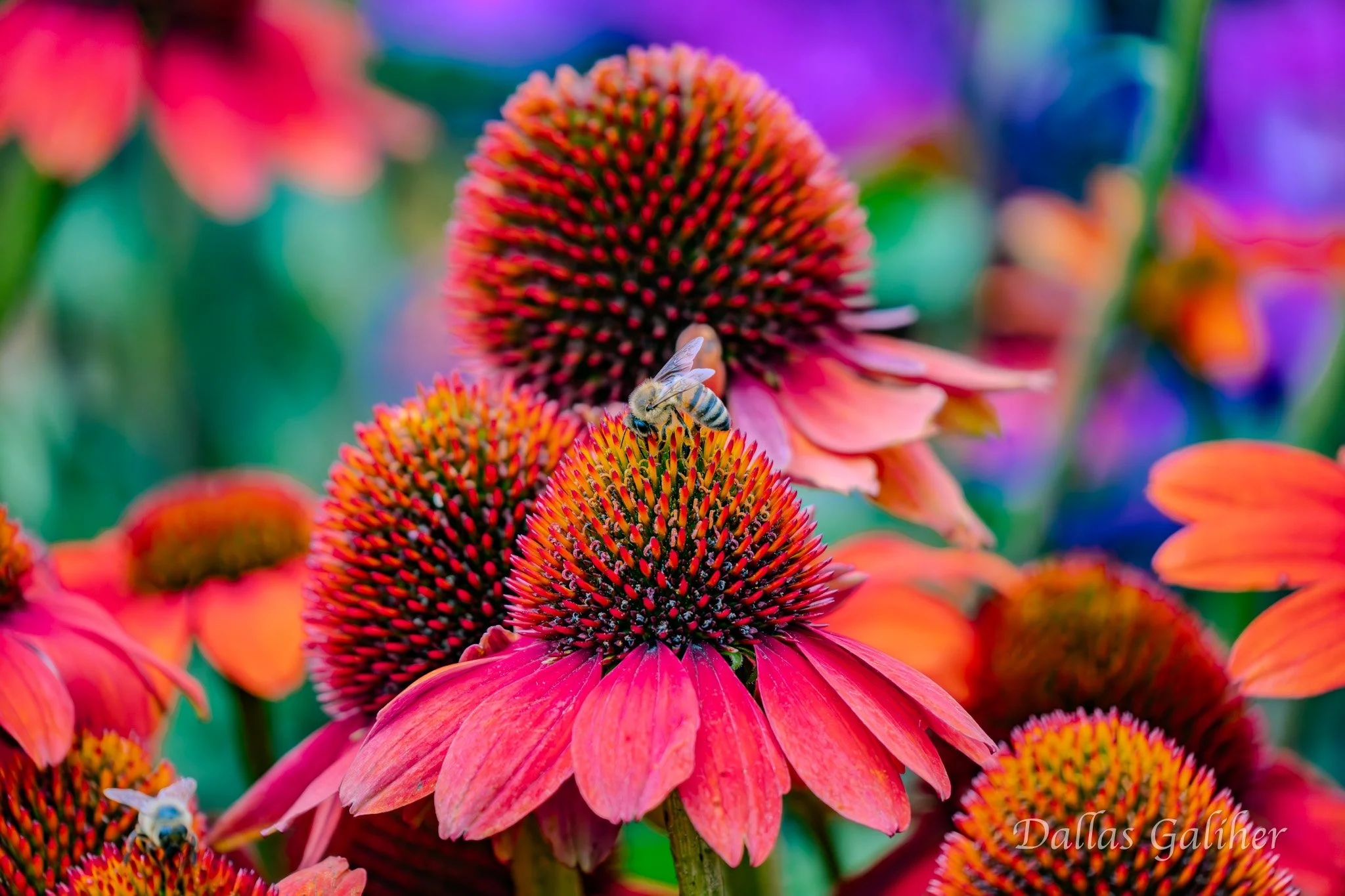 Lowe's Garden section