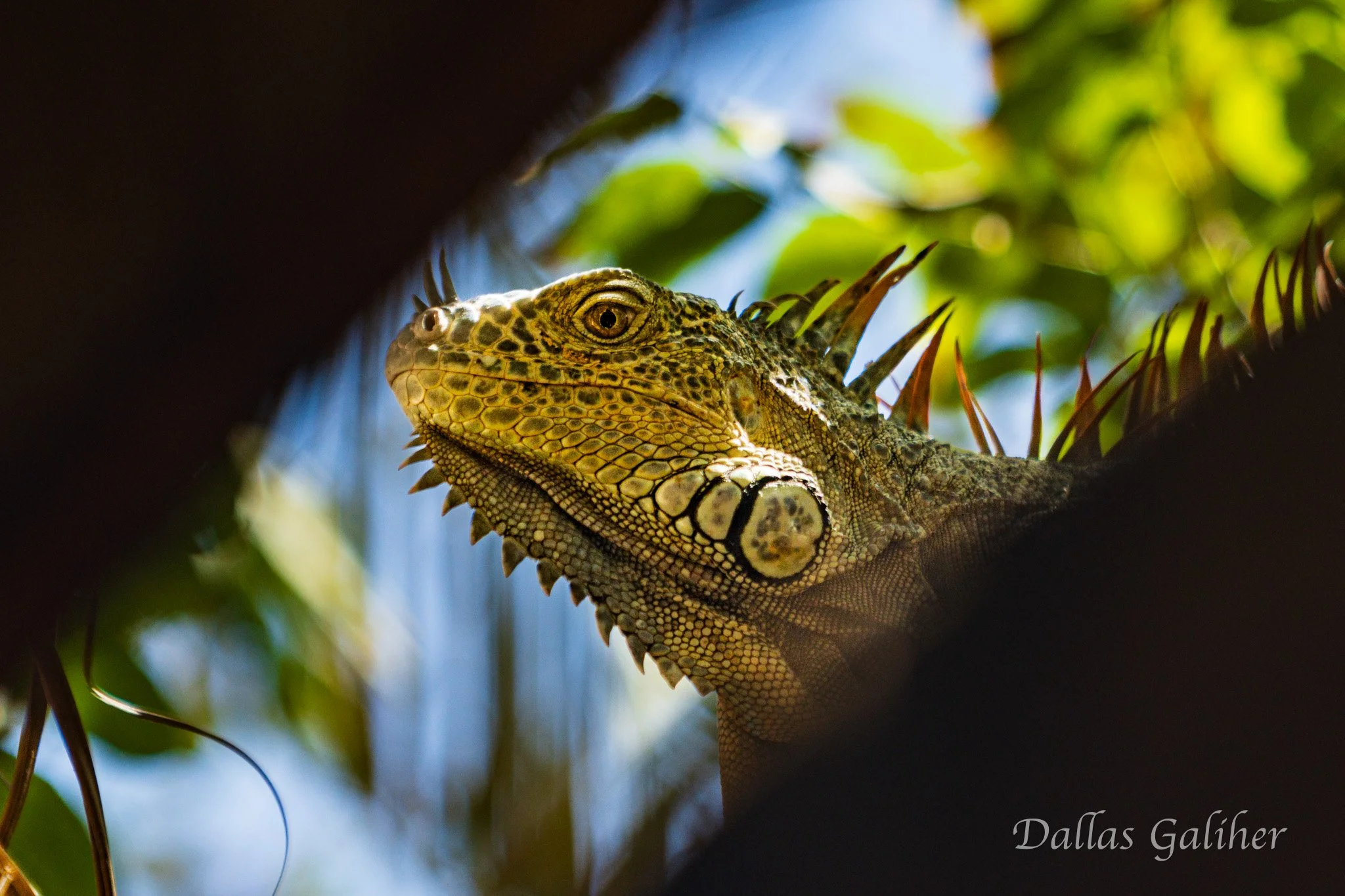 Sayulita Iguana