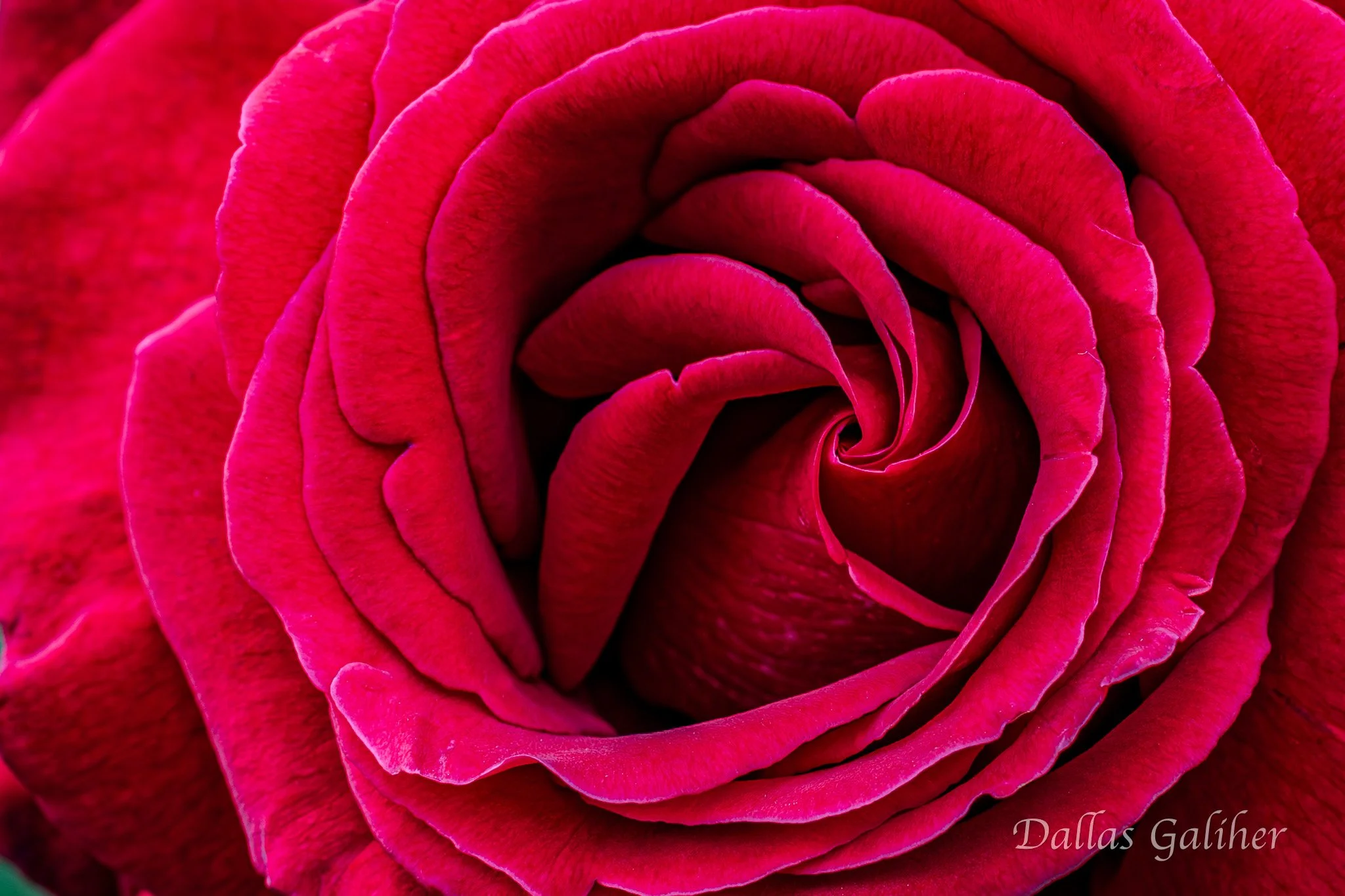 Rose Macro