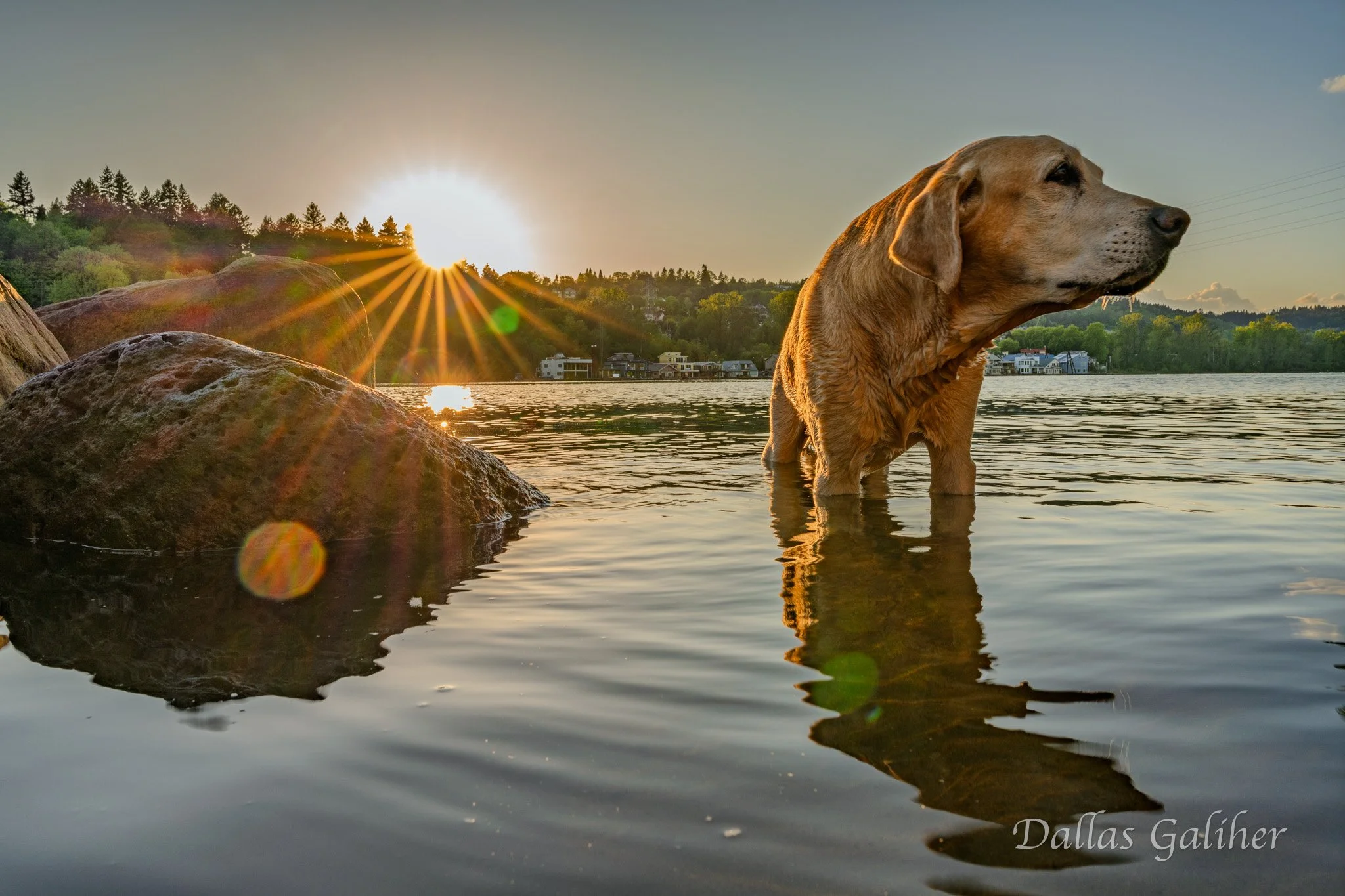 Butters Sellwood dog park Willamette river