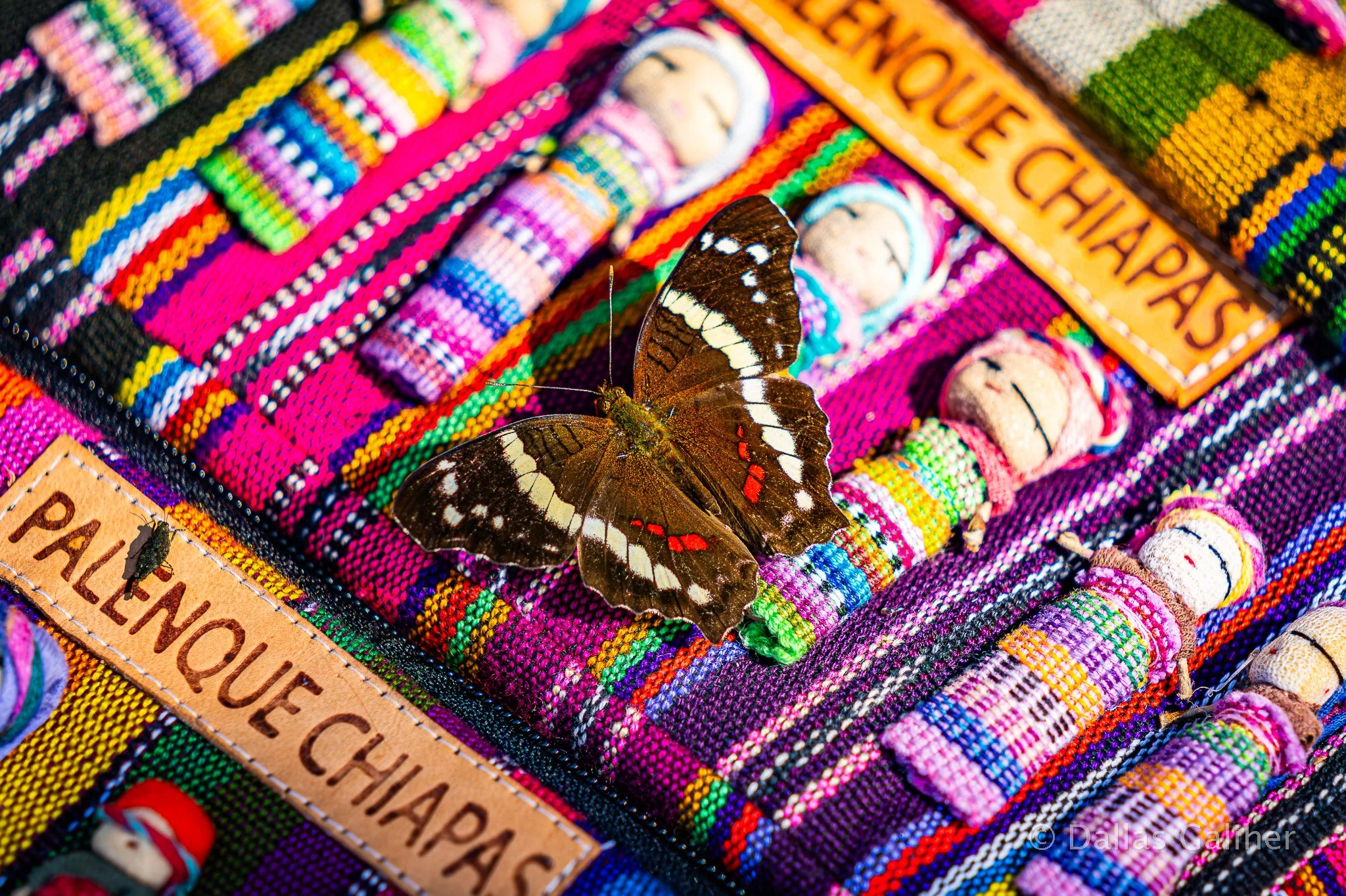 Palenque Ruins Vendor Butterfly