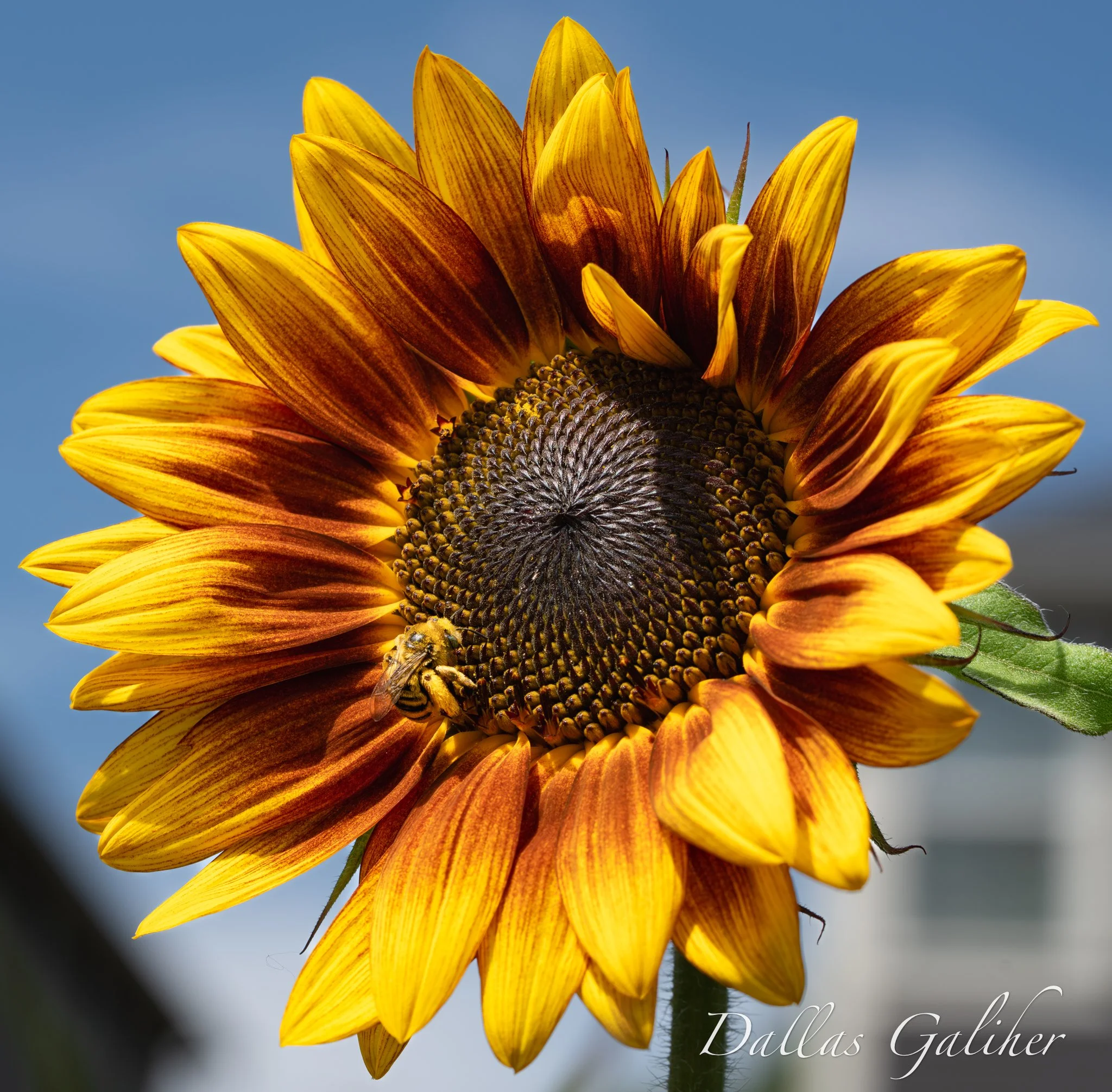 _7R31621-2.jpg