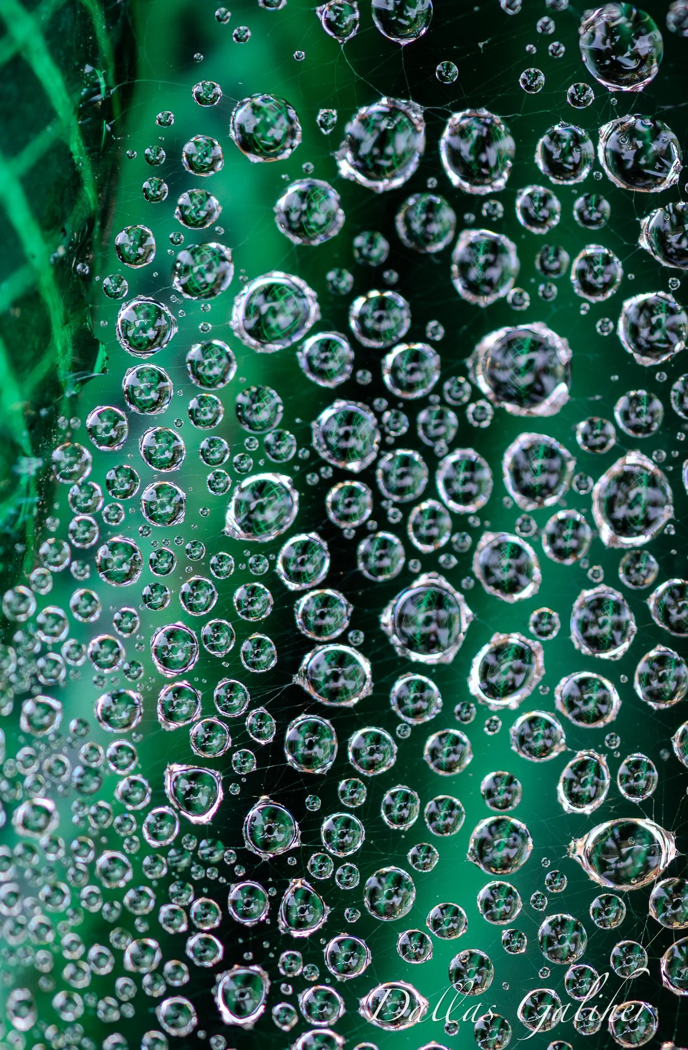 Spider webs, sprinklers & garden hoses