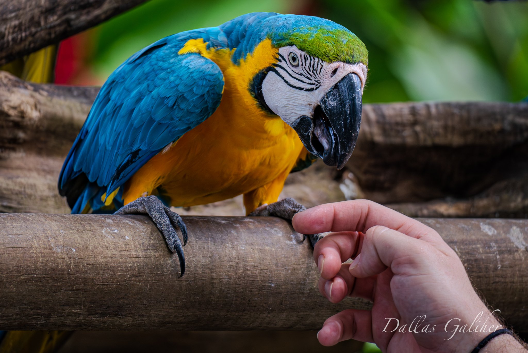 Scarlet Macaw Parrots of Cartagena Colombia