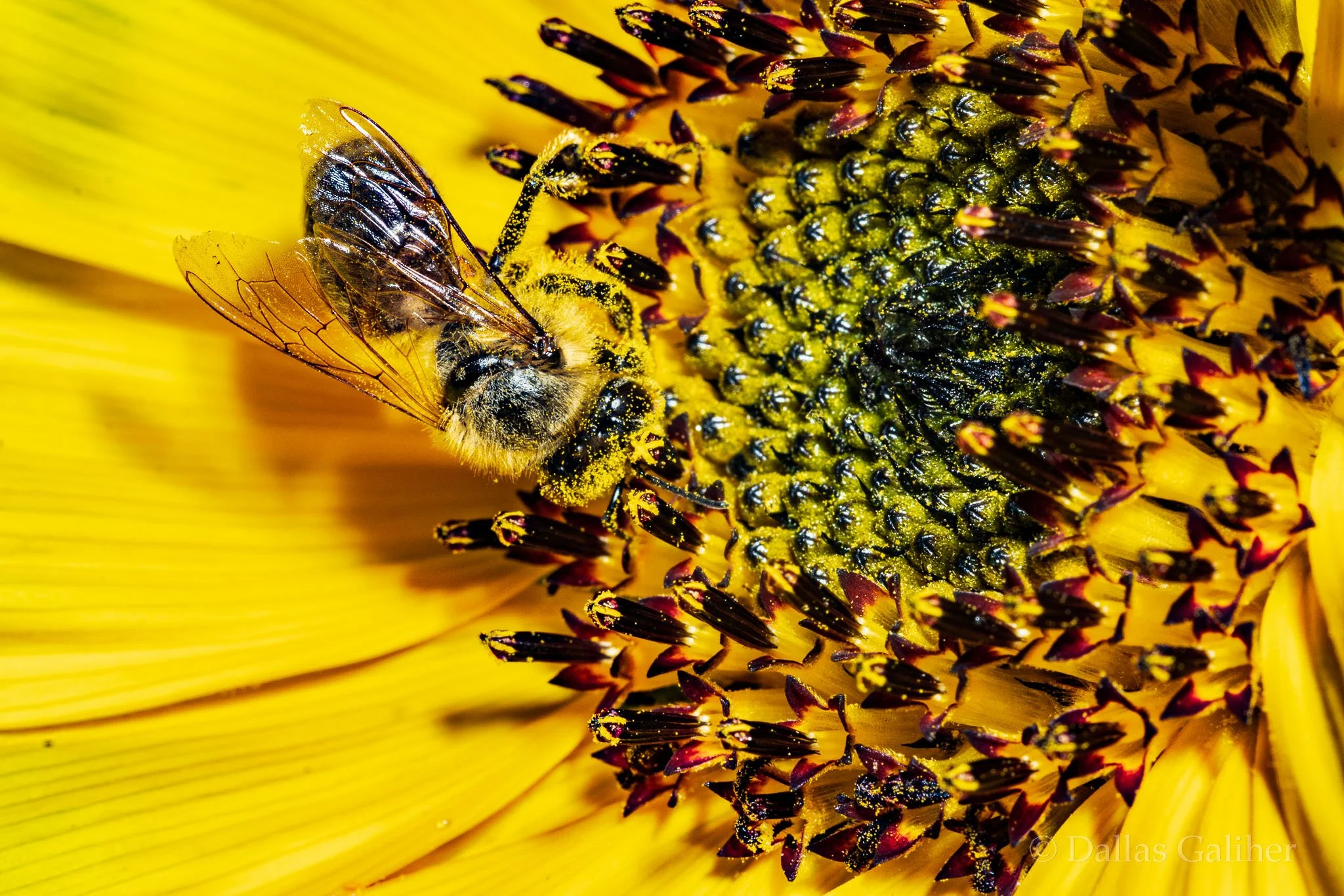 Pollinator 1