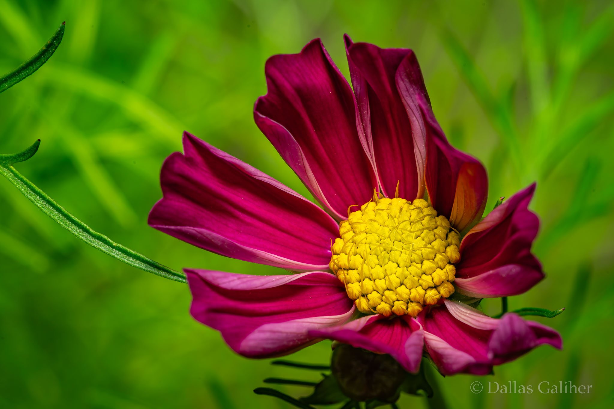 Cosmos wildflower