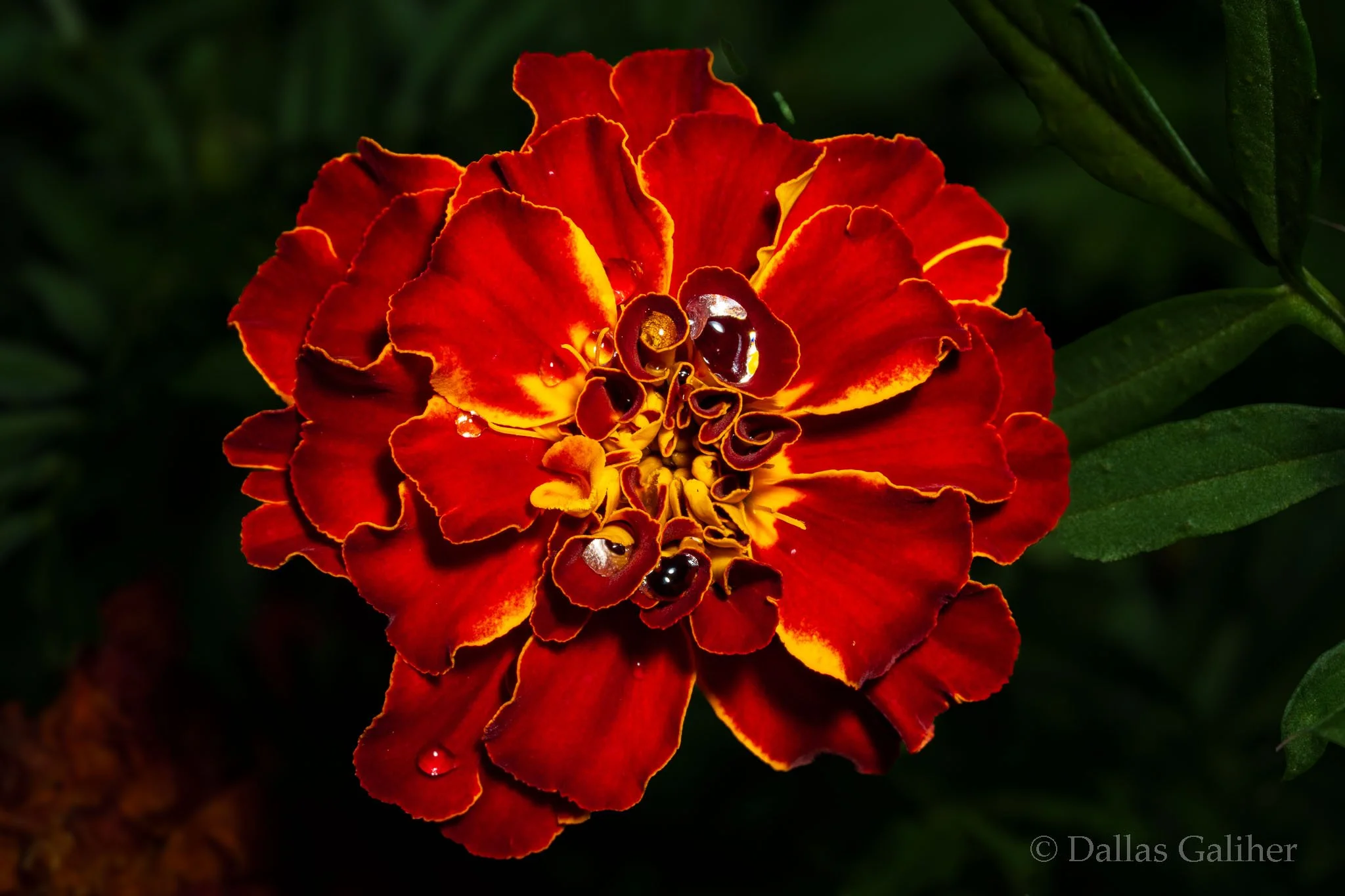 Marigold 1
