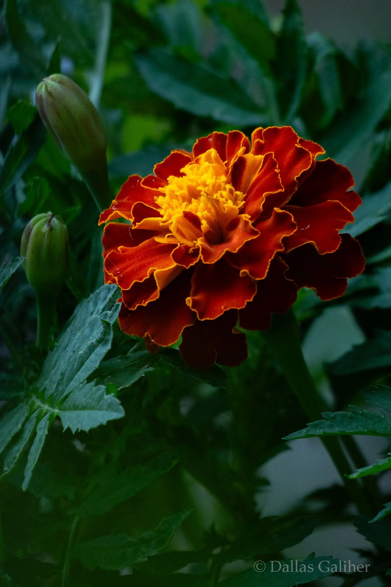Marigold 2