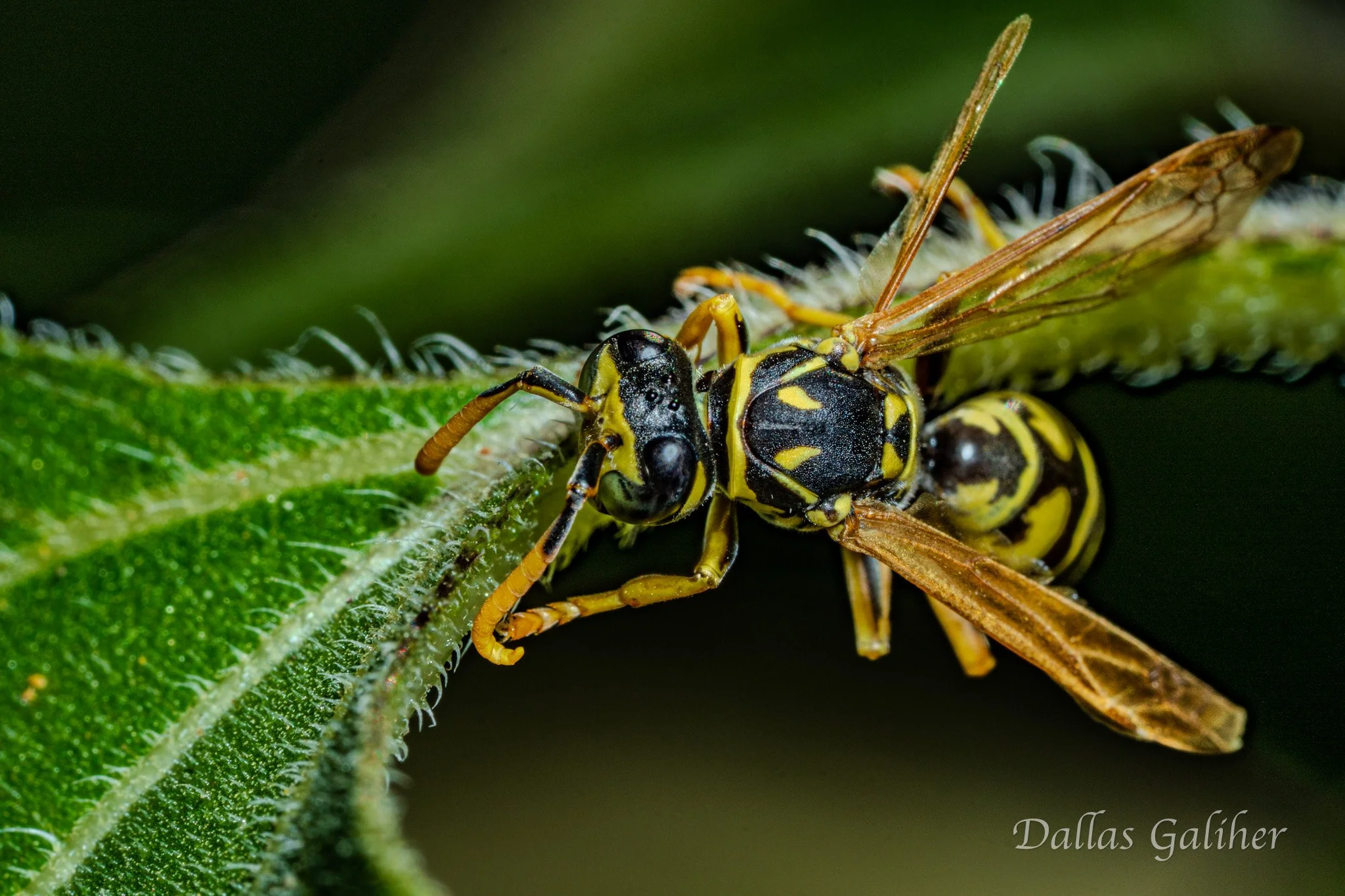 Garden Wasp