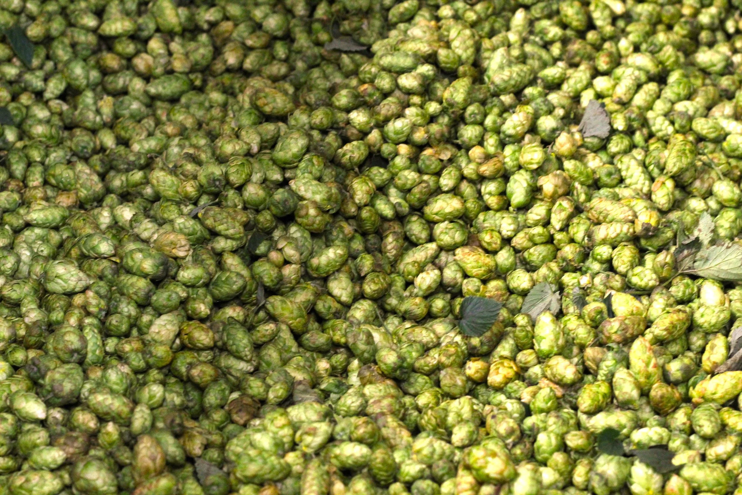 Hops &amp; Bacteria: How Brewers Use the Antibacterial Properties of Hops