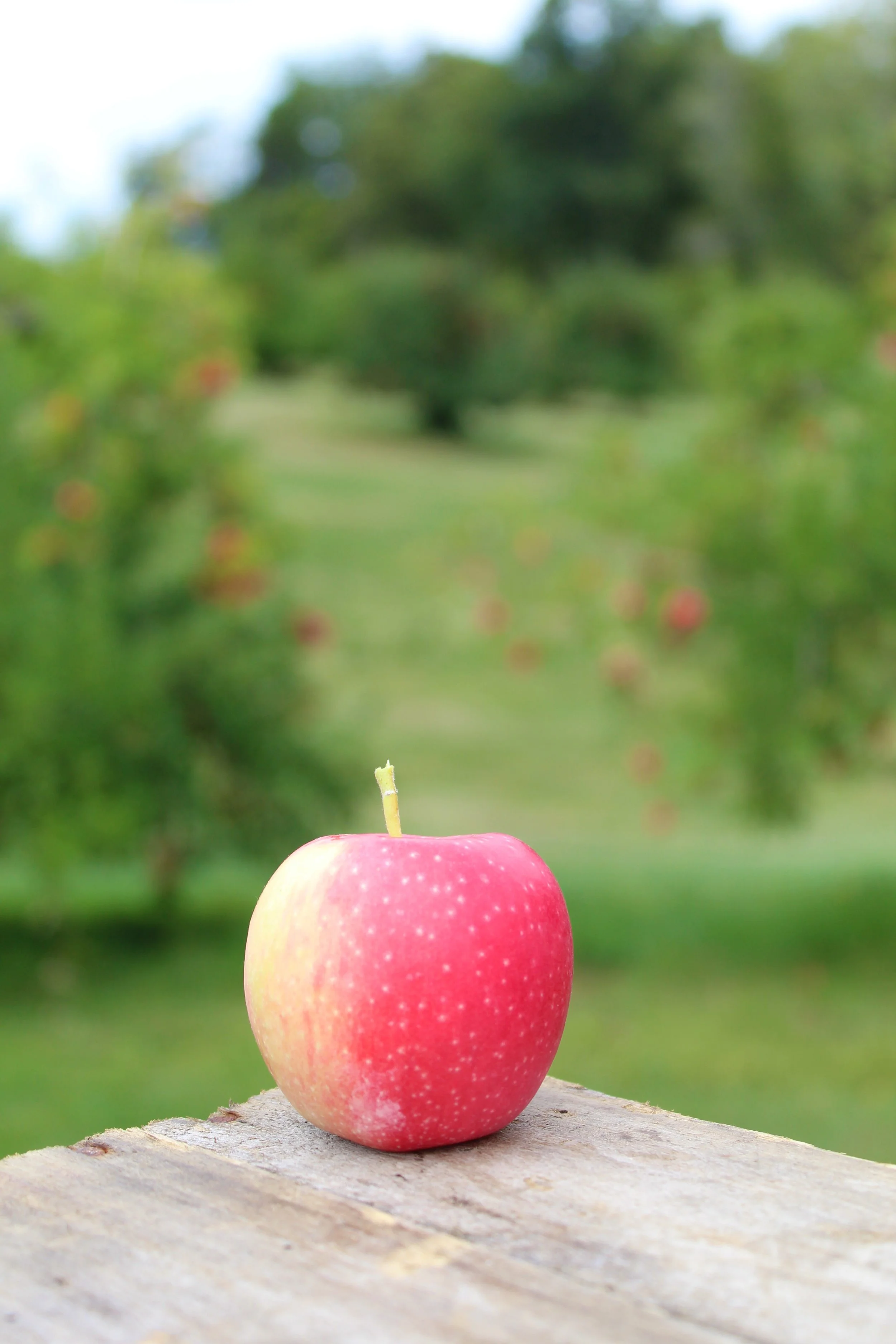 Downing's apple orchard 20220924 (12).JPG