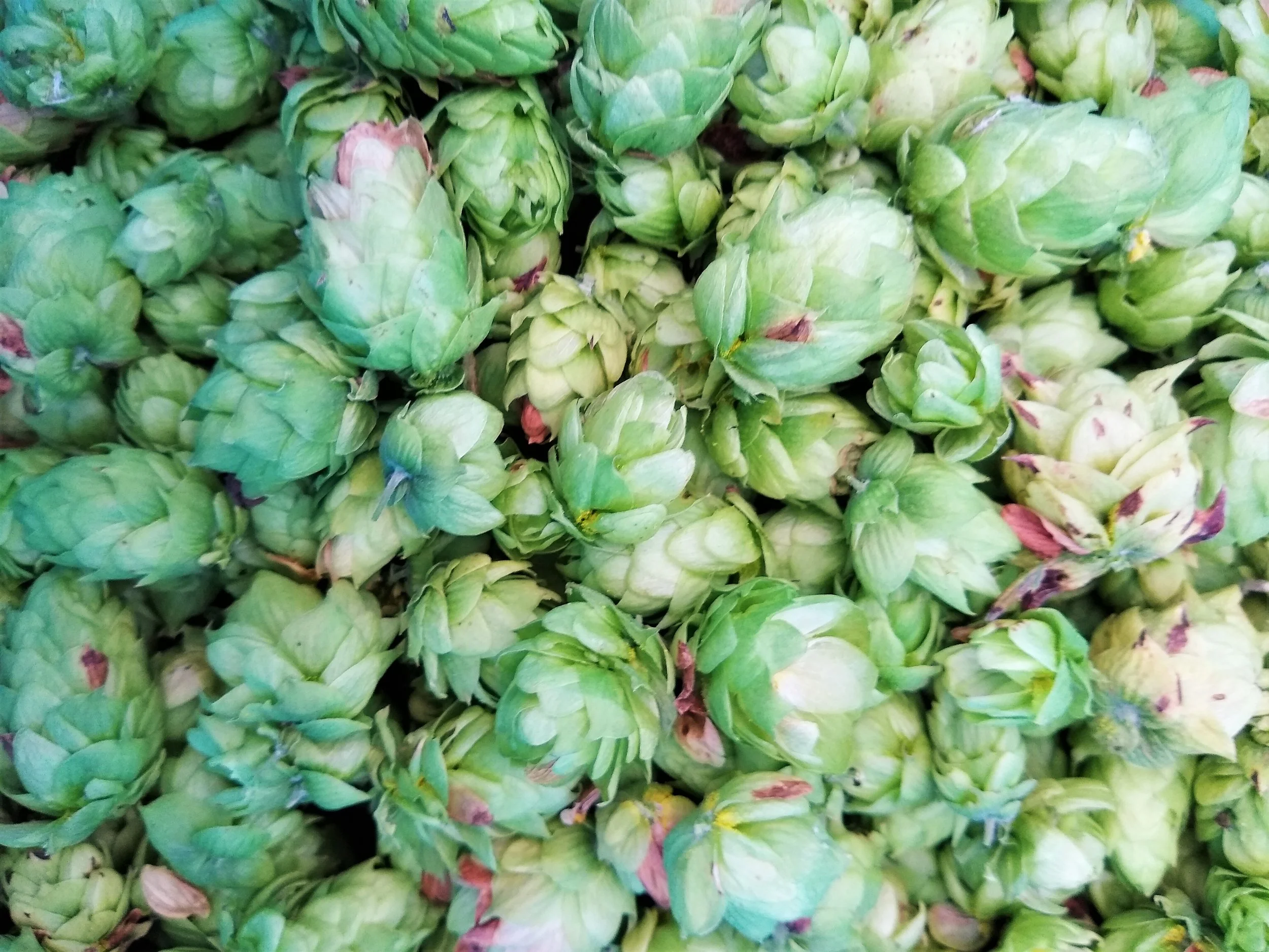 All About Hops Used in Brewing Beer — Bean to Barstool