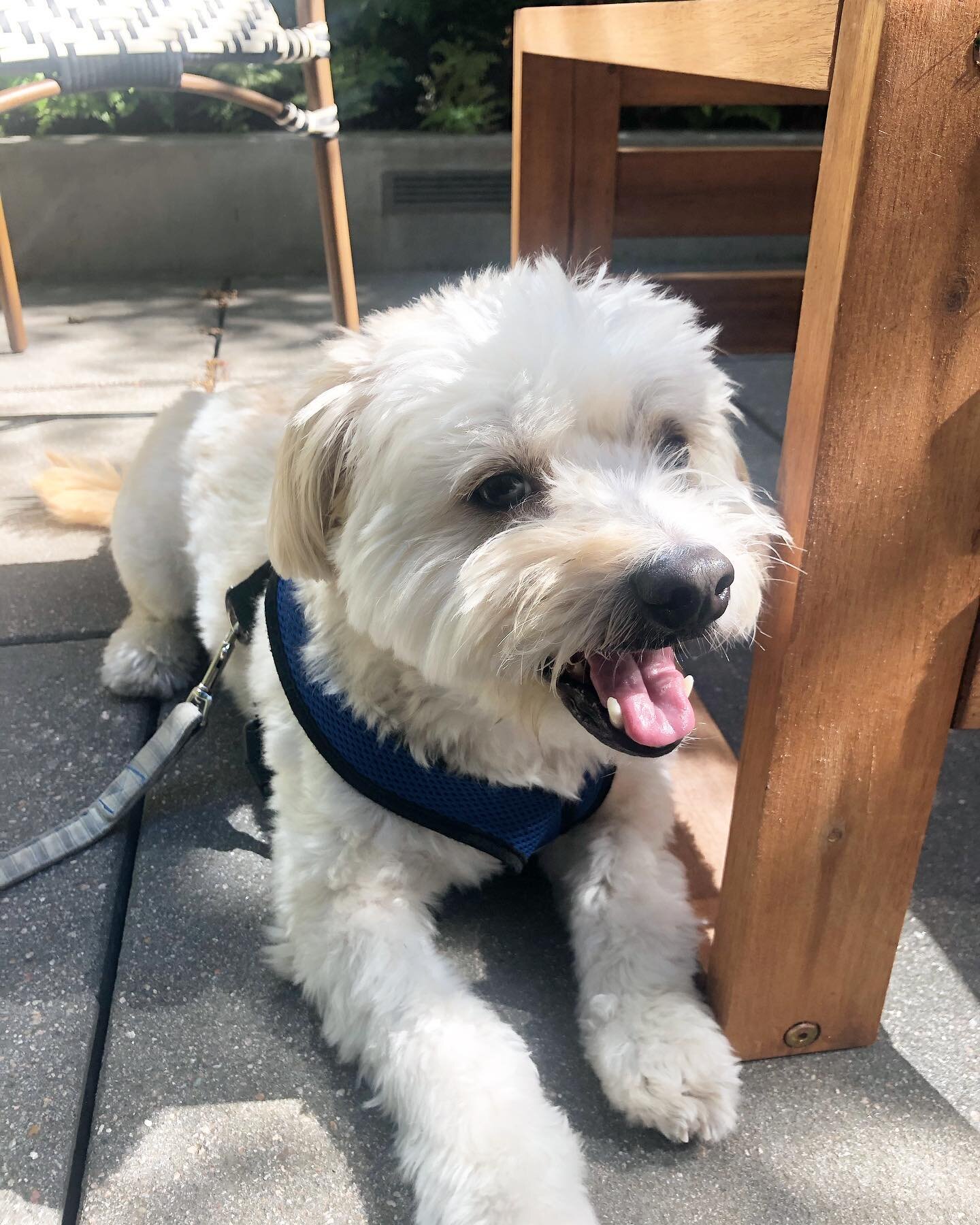 Getting a new home with a private patio this week! I&rsquo;m gonna be a downtown dog! Mom took me to visit my new place this morning and we can&rsquo;t wait to move in.
.
.
#moving #newstarts #patio #playing #athome #animalhumanemn #adoptdontshop #sf
