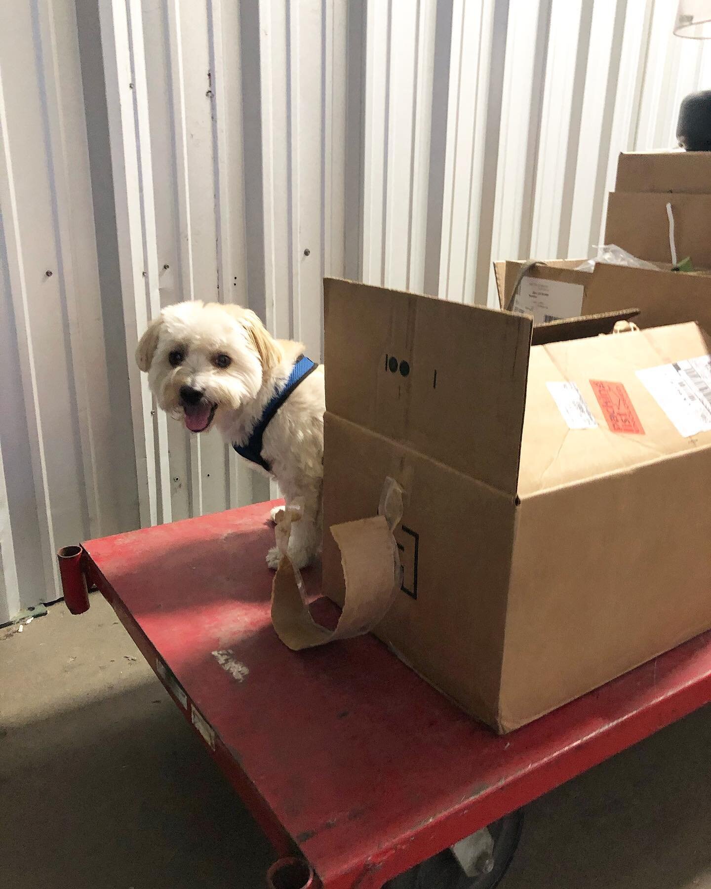 Just getting carted around again. Mascot duties for @visitbatch 
.
.
#packages #ridealong #workinghard #workinglikeadog #specialdelivery #coton #cotondog #cotonlove #cotonsofinstagram #cotondetulear #dogsofsf #dogstagram #dogsofinsta #instadog #daily