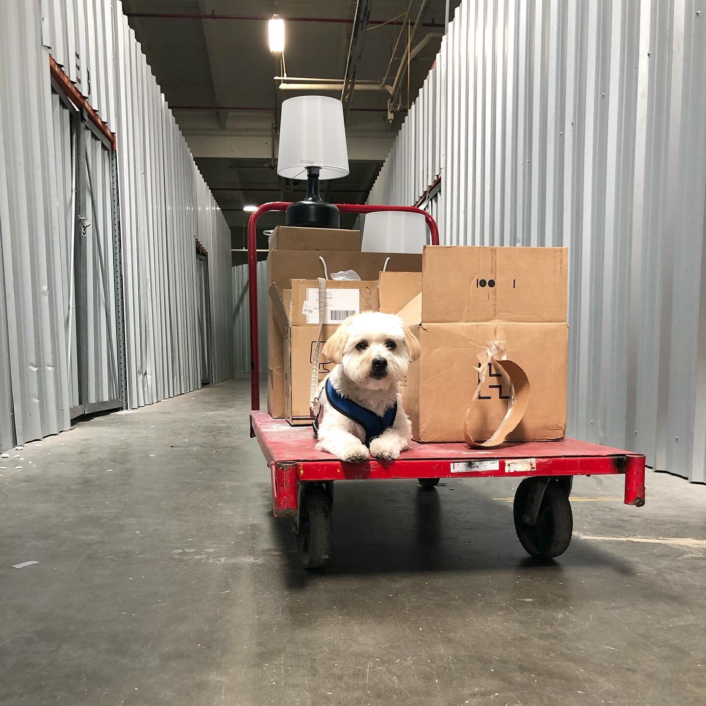 This is what it means to be the @visitbatch mascot: riding on the big carts while mom moves around 📦 on the weekends 
.
.
#packages #ridealong #workinghard #workinglikeadog #specialdelivery #coton #cotondog #cotonlove #cotonsofinstagram #cotondetule