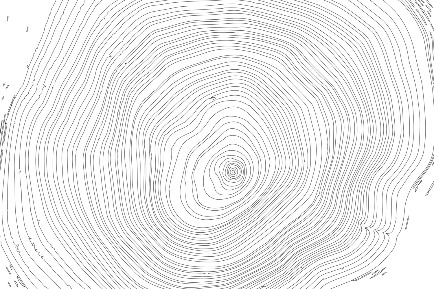 Mature Olive Trees for Sale, Melbourne, Victoria — Garden Grown Trees