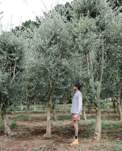 Grove Range - Hedging mature olive tree