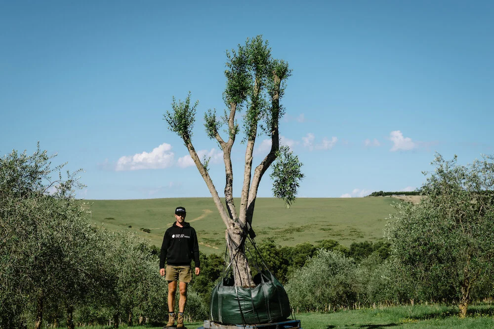 Heritage Range - Mature olive tree 1