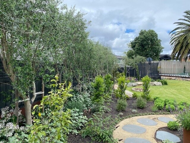 Our Flinders grown hedging olives stand at 6 metres tall, creating a privacy screen in Brighton. 🌳 No permits required. 😉⁠
⁠
#gardengrowntrees #morningtonpeninsula #olivetrees #matureolives #olivegrove #exorchardolives  #landscaping #landscapingdes