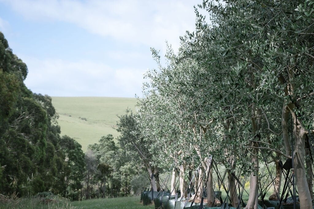 You should visit. We can chat trees. 🌳⁠
⁠
📸 @janisalwayshashercamera⁠
⁠
#gardengrowntrees #morningtonpeninsula #olivetrees #matureolives #olivegrove #exorchardolives  #landscaping #landscapingdesign #landscapedesign #gardendesign #planting #gnarlyt
